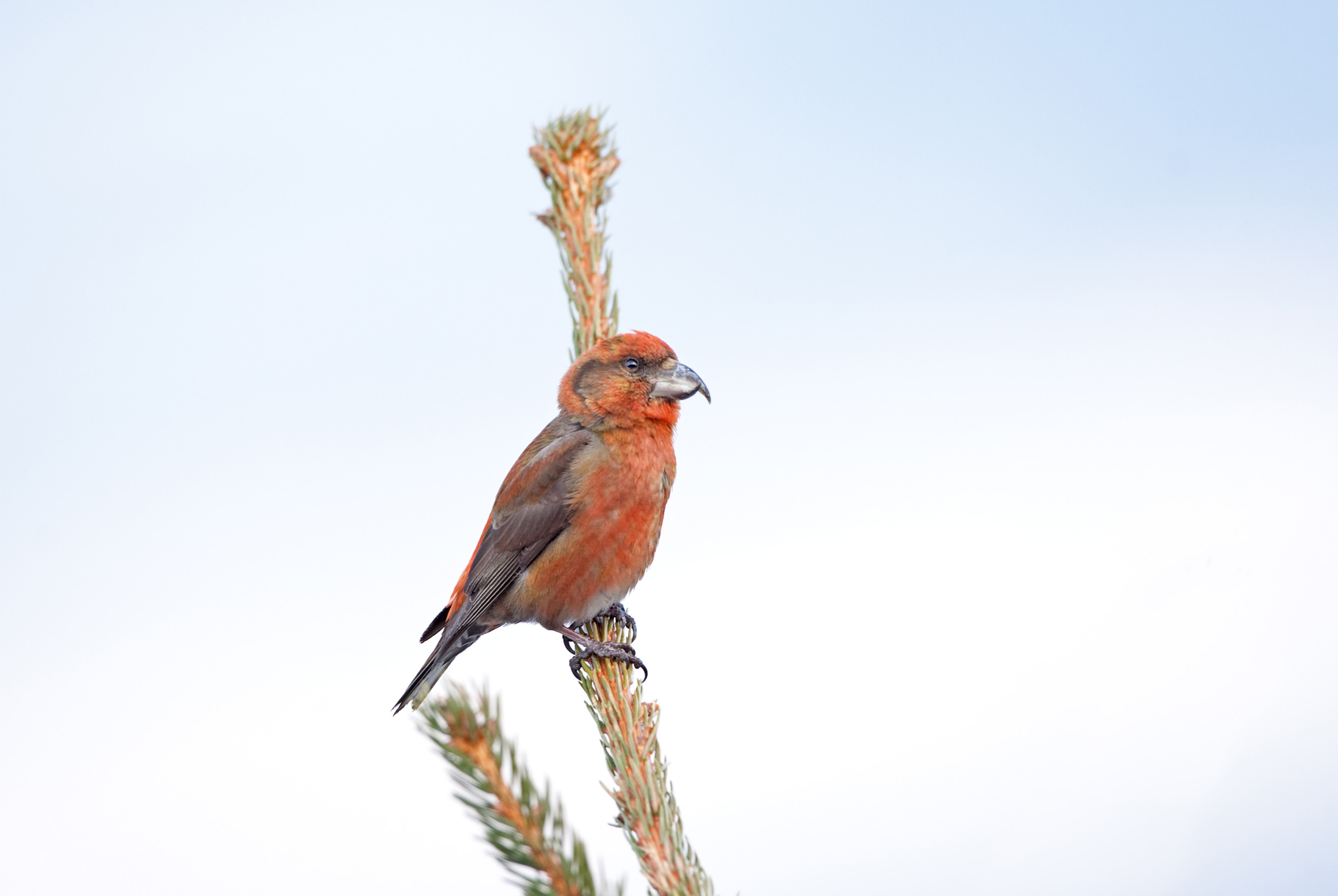 Lone male Crossbill perched on a branch.