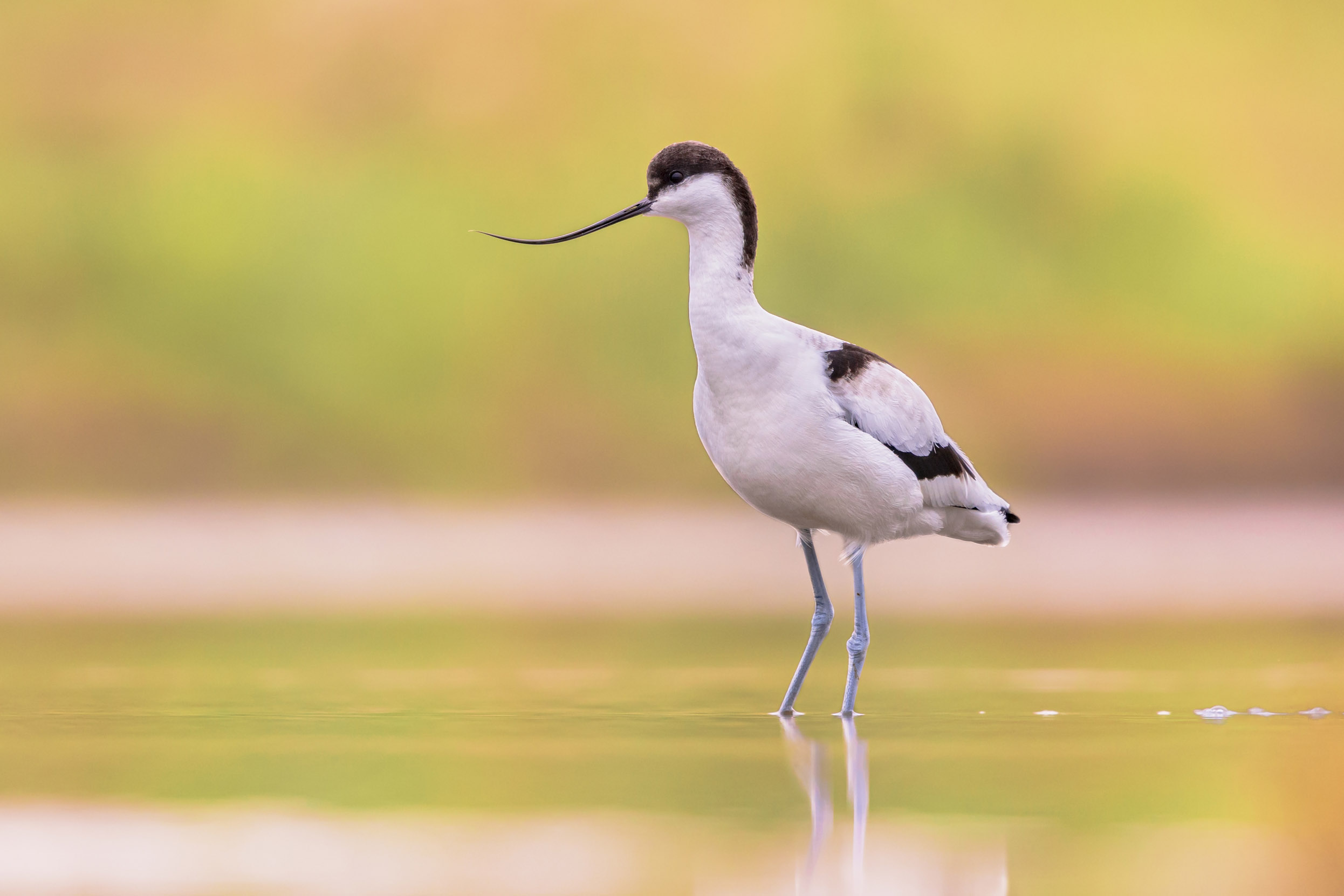 A lone Avocet stood in shallow waters, with orange reflection.