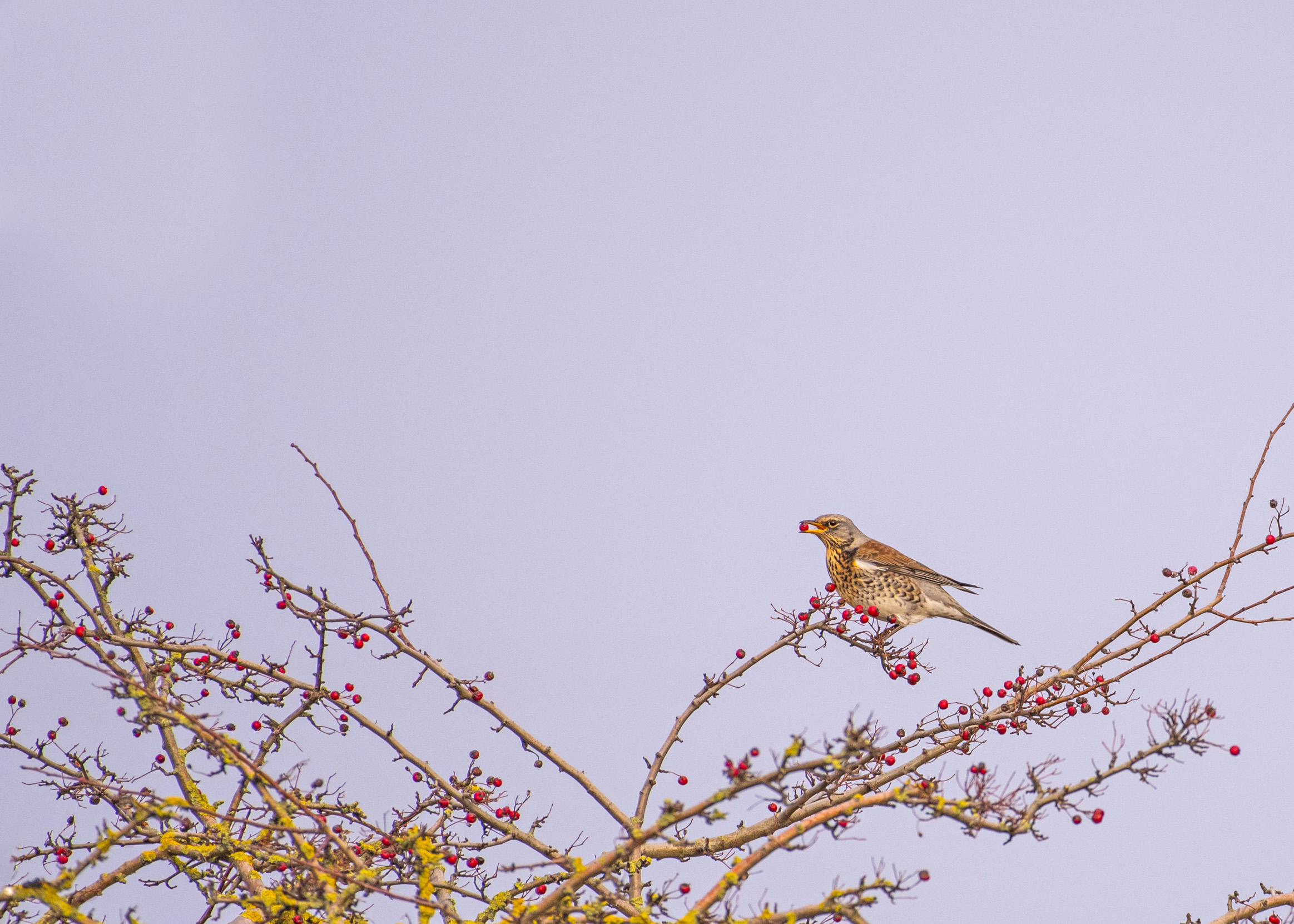 Fieldfare in winter, perched on top of a tree dotted with red berries.