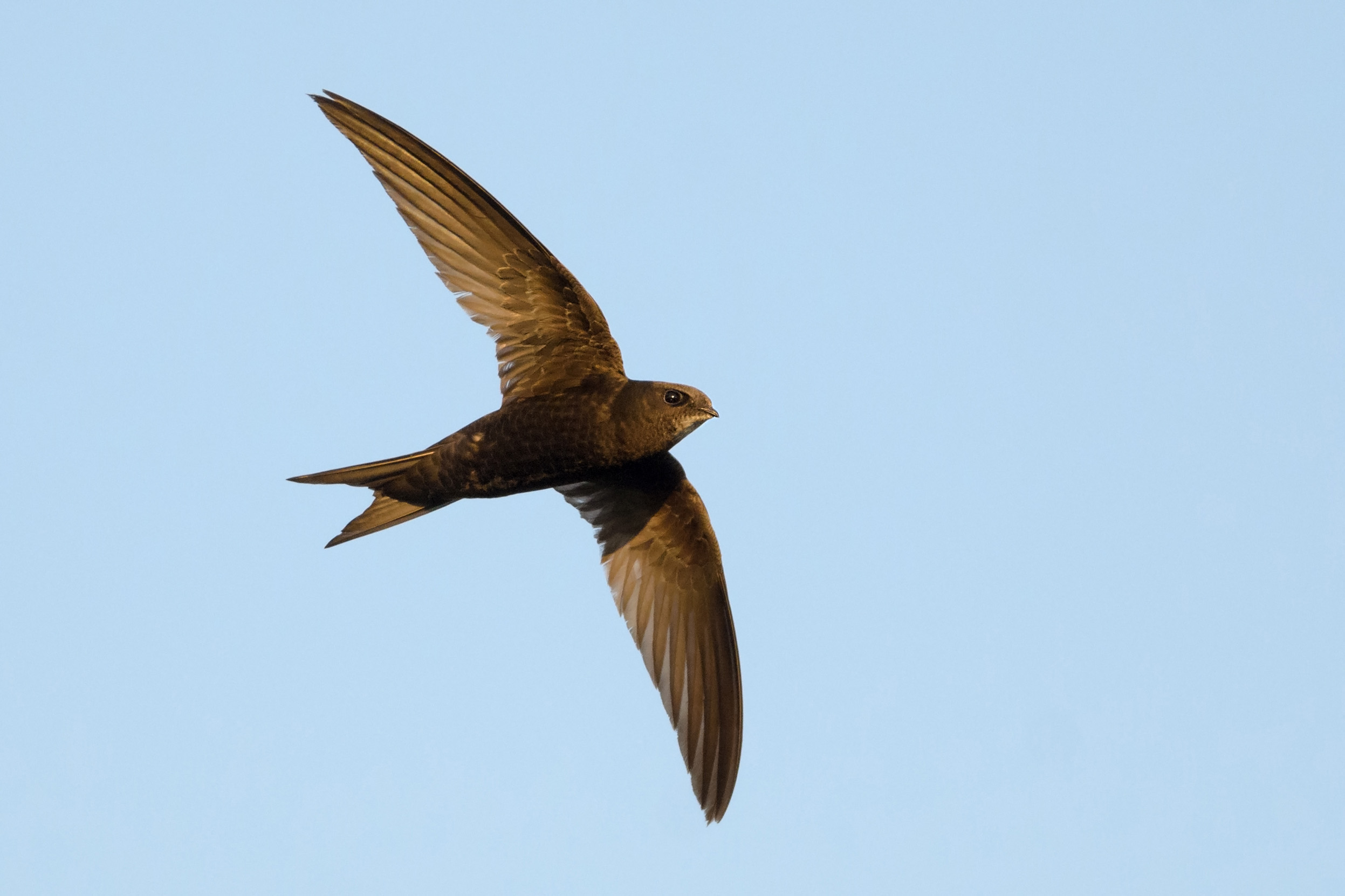 A Swift flying overhead against a blue sky.