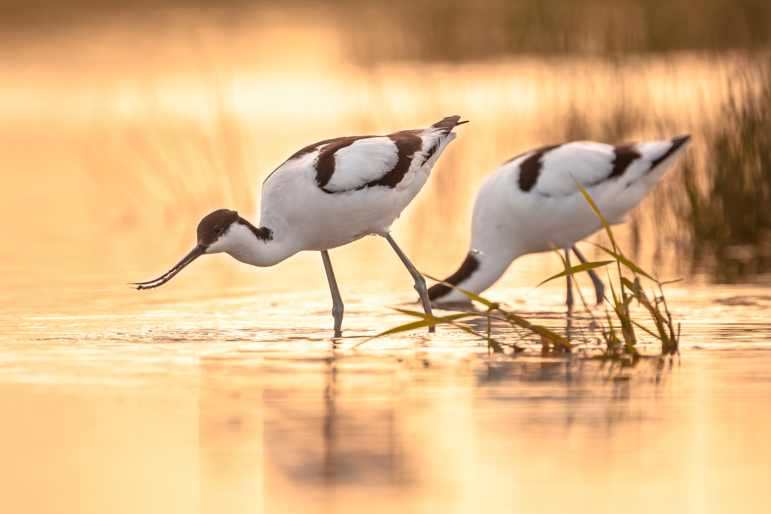 Pair of Avocet wading in shallow water as the sun sets 