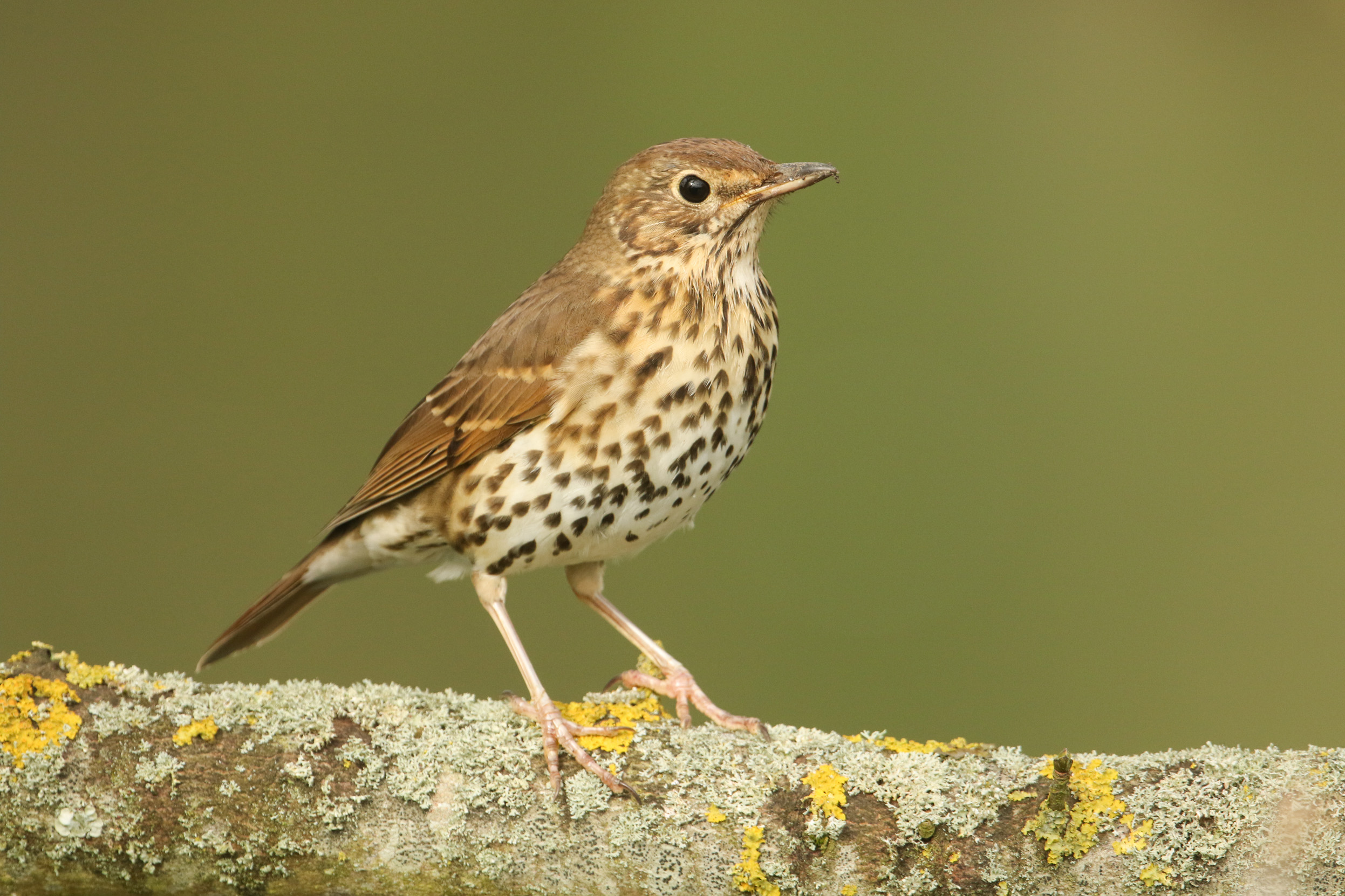 A lone Song Thrush perched on a moss covered branch.