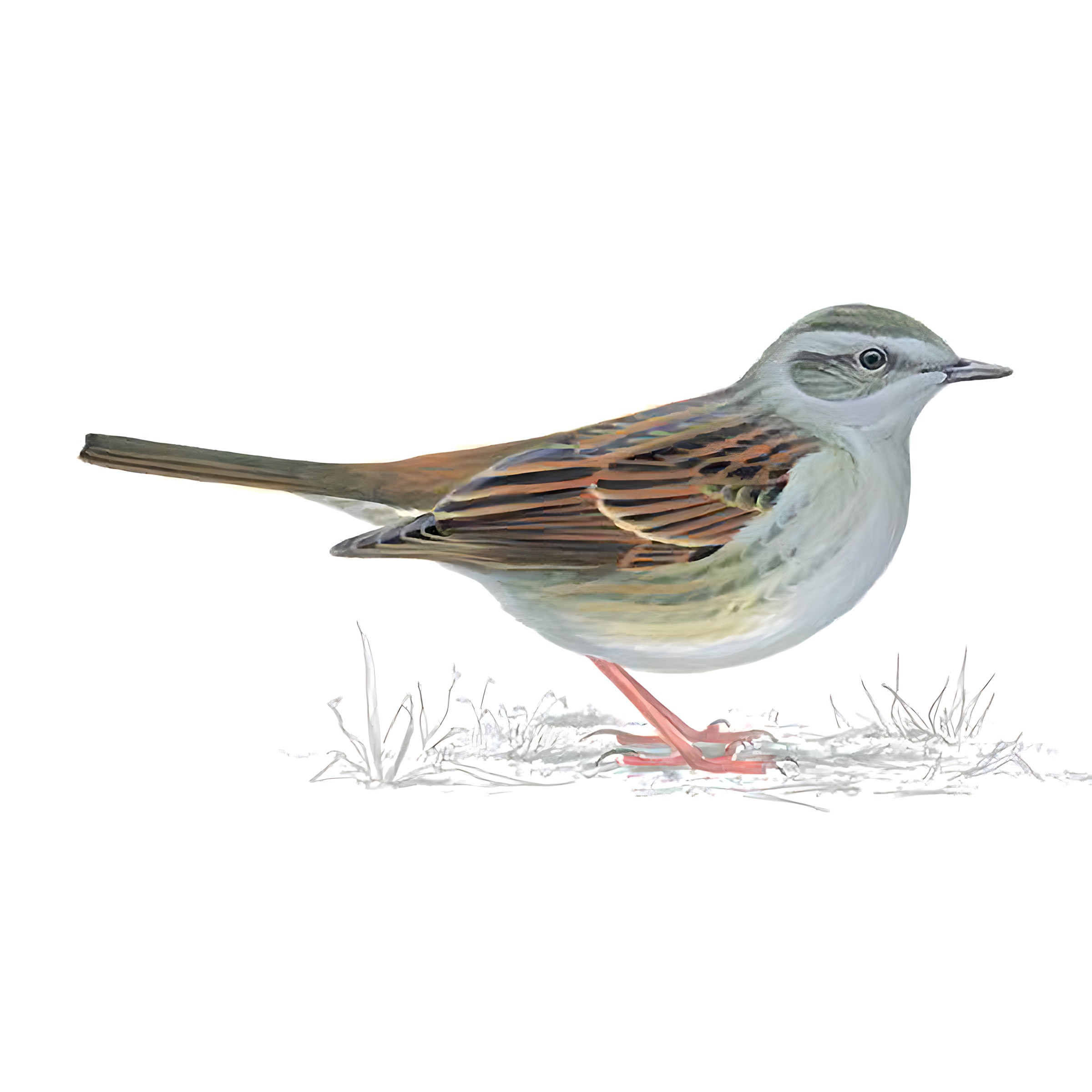 Dunnock Bird Facts | Prunella Modularis