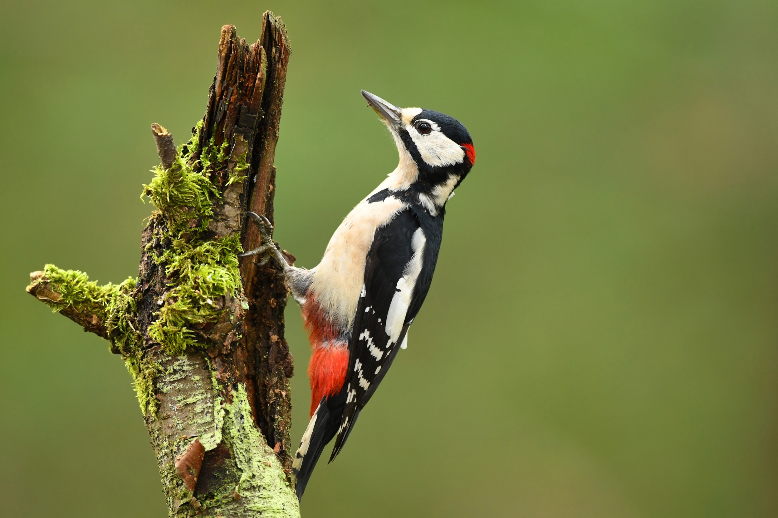 A male Great Spotted Woodpecker perched on the side of a moss covered log.