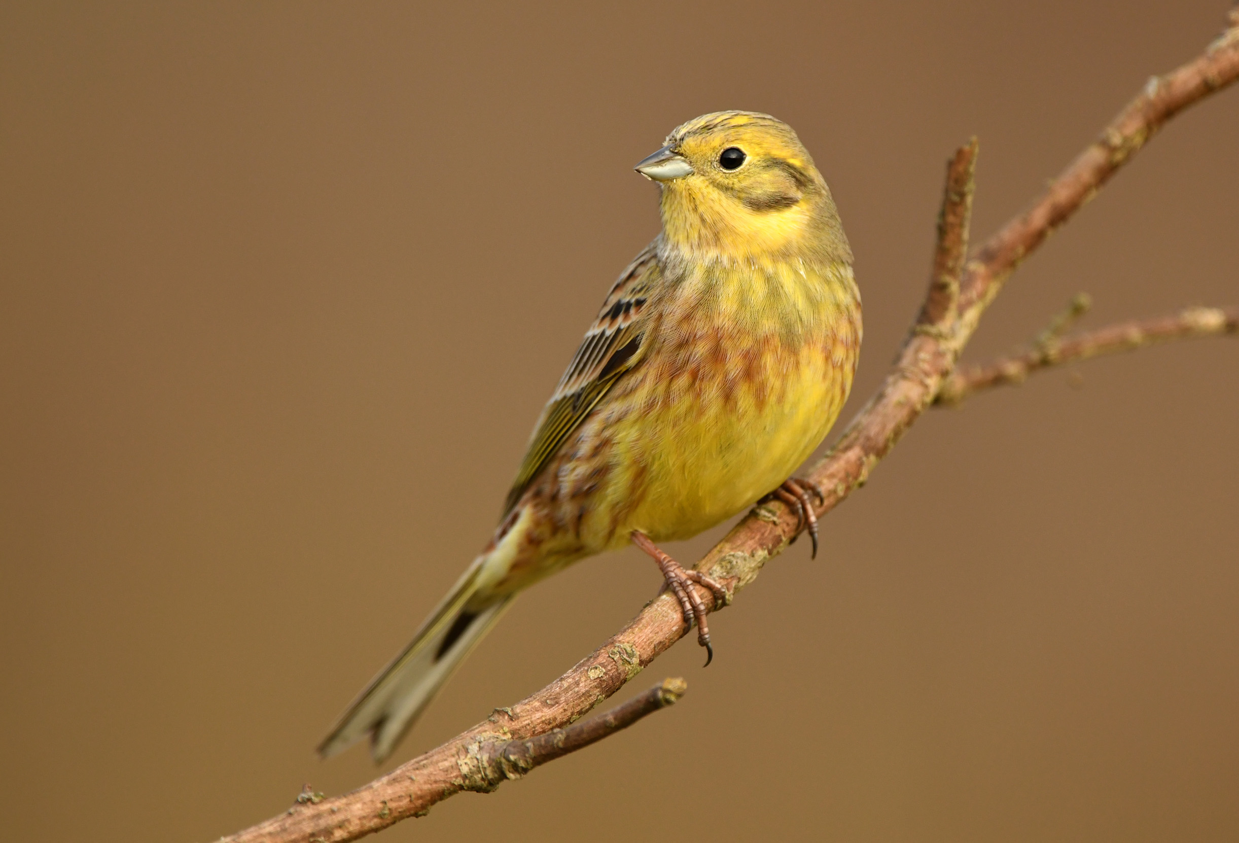 Yellowhammer perched on a tree branch.
