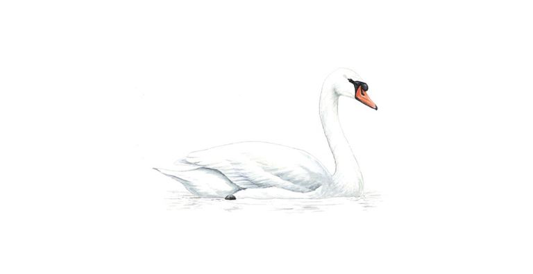 An illustration of a Mute Swan.