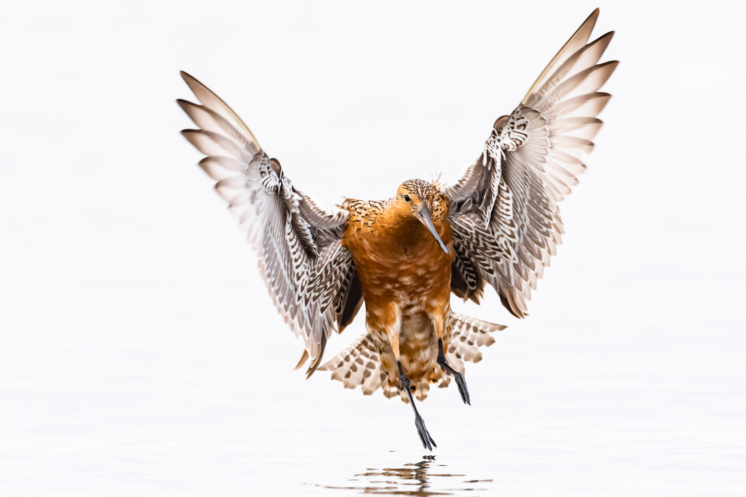 A Bar-tailed Godwit flying above a body of water.