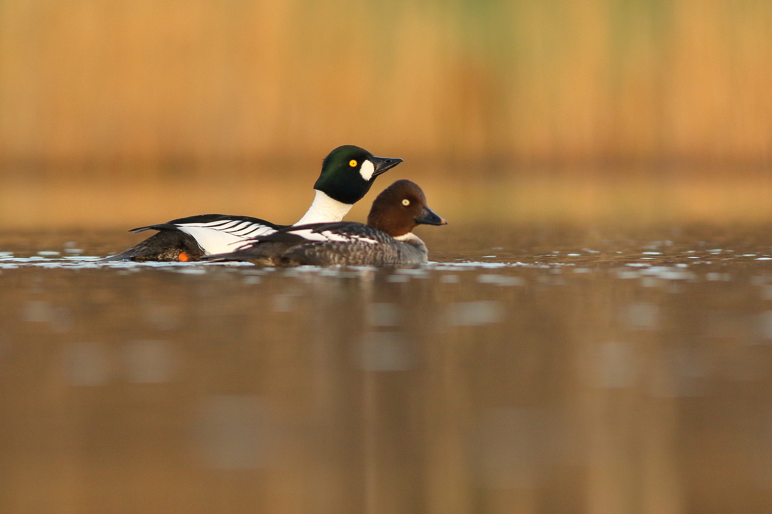 A pair of Goldeneyes swimming across a calm body of water, with a backdrop of reedbeds.
