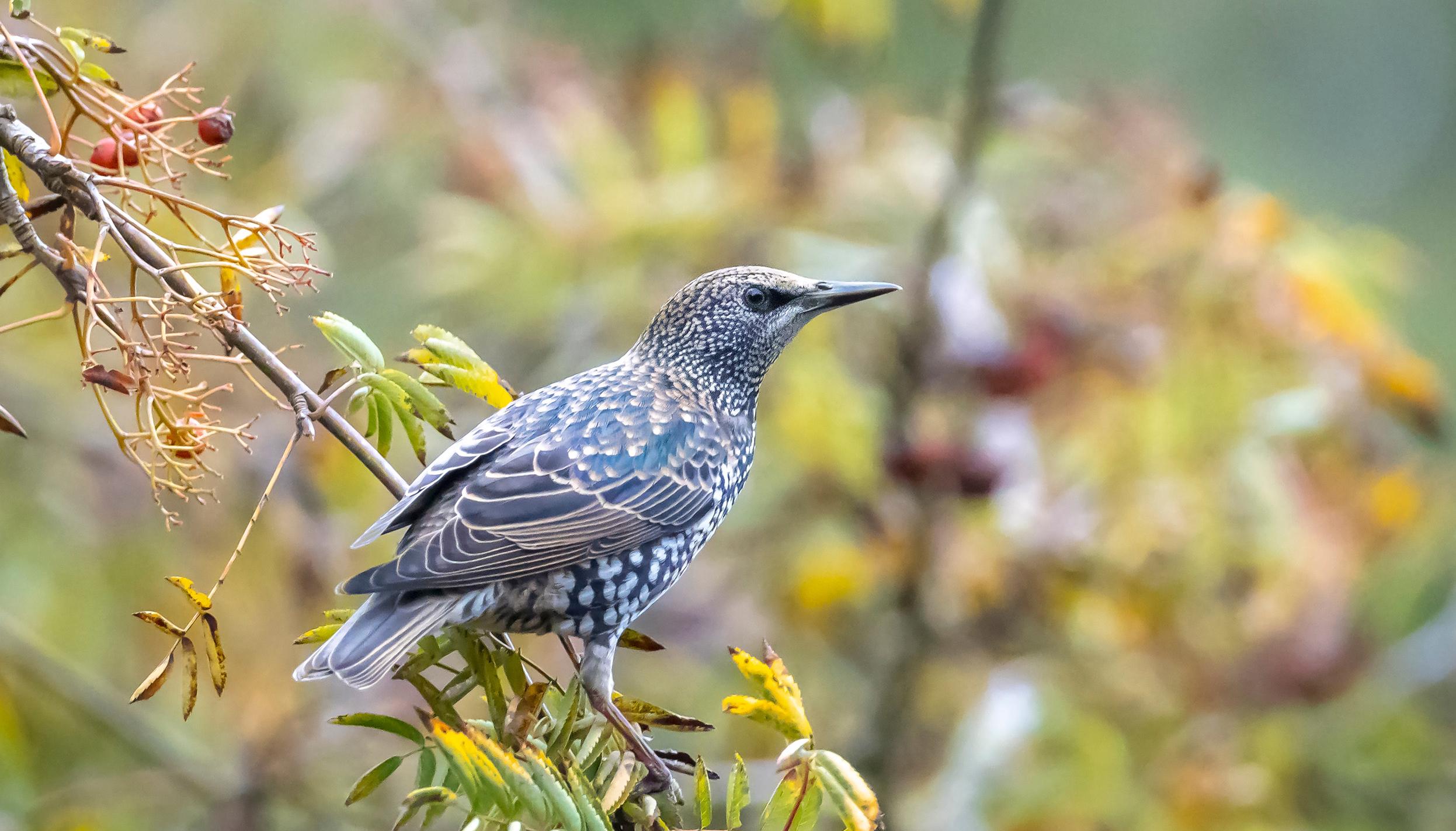 A Starling in winter plumage perched on a twig in a leafy tree.