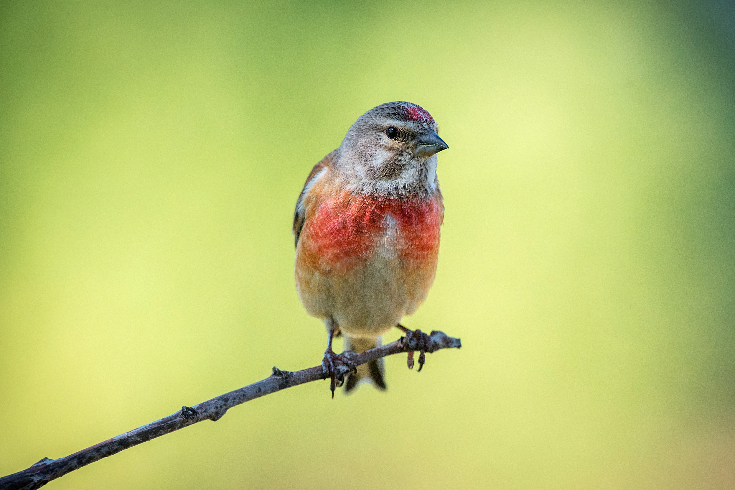 Lone Linnet, perched on a thin branch against blurred greenery.