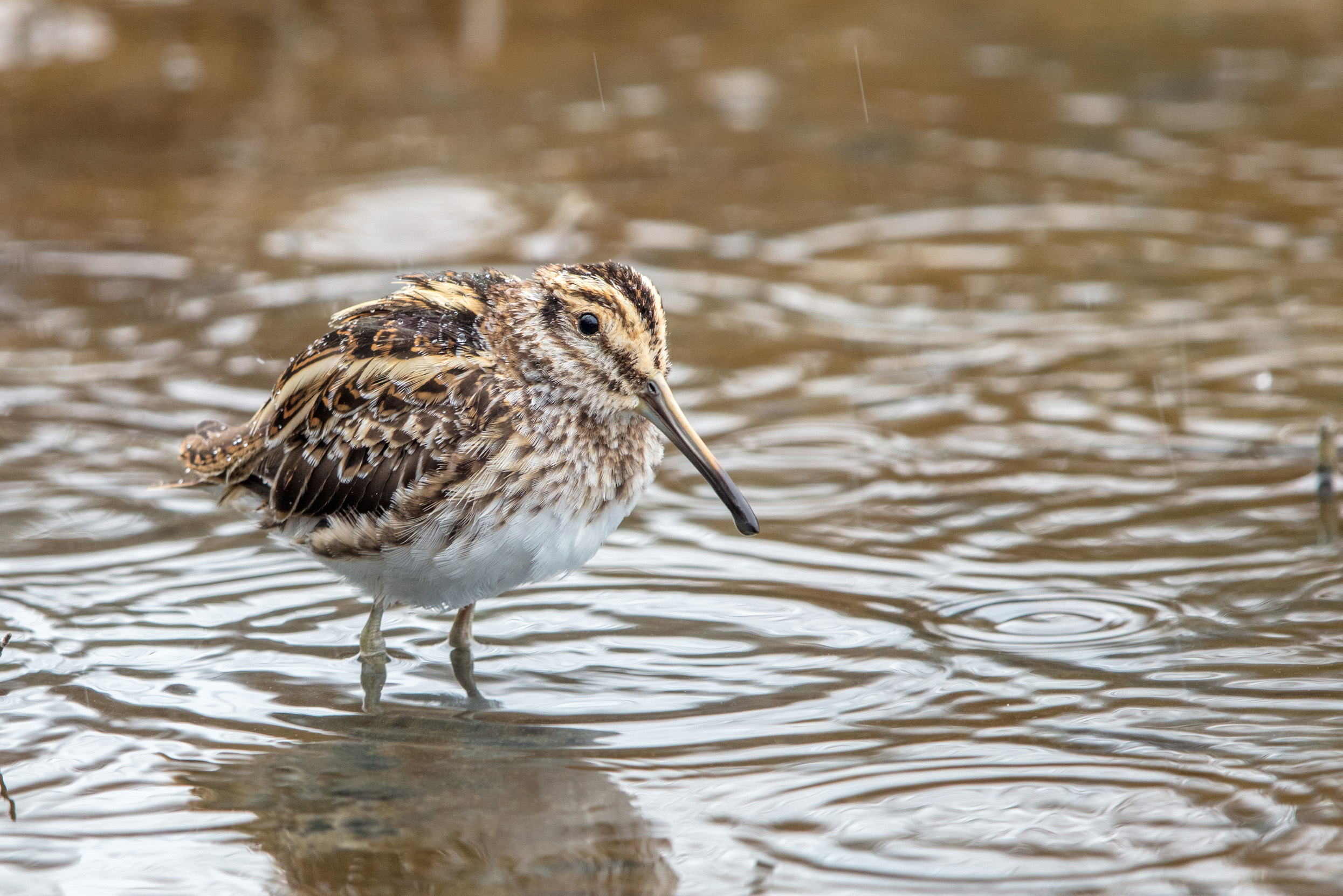 A Jack Snipe stood in shallow brown water.