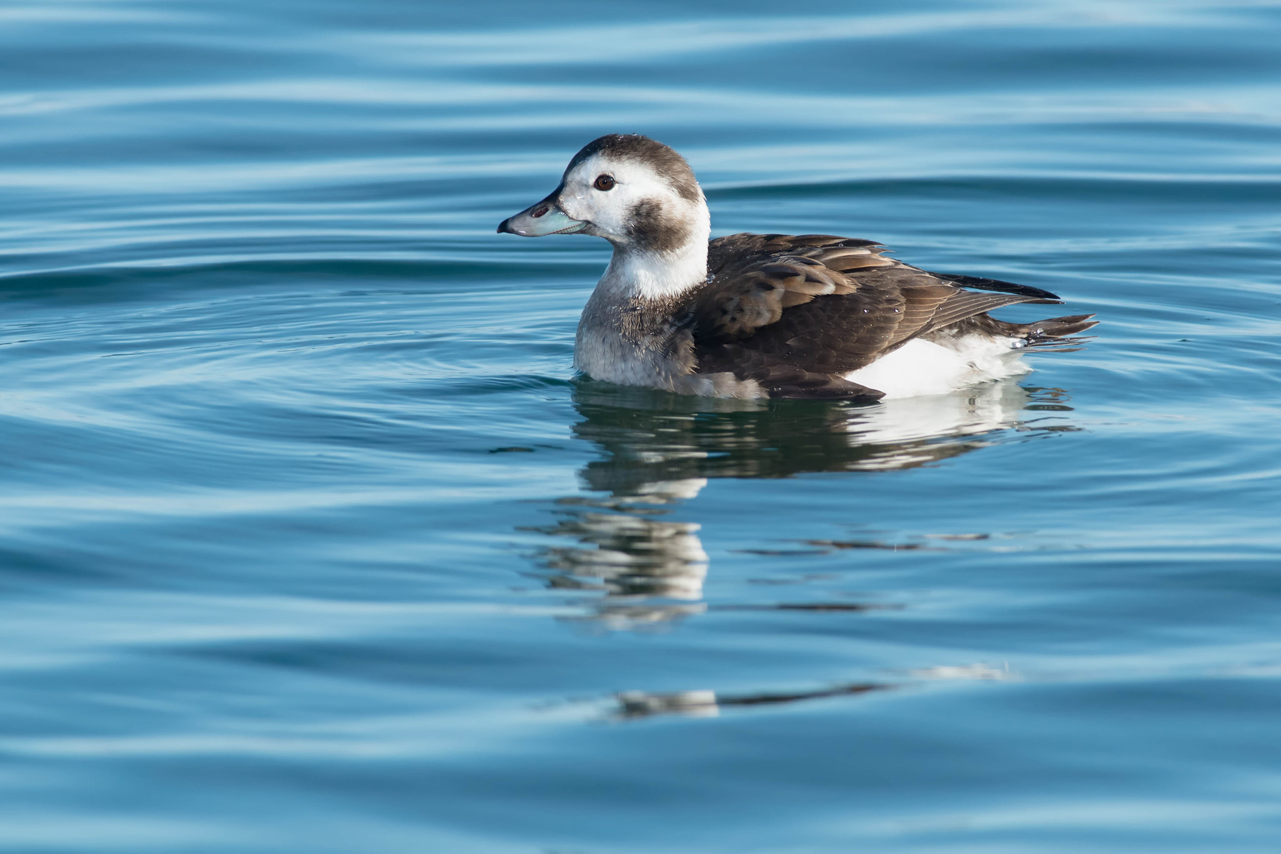 A female Long-tailed Duck swimming on crystal blue water surrounded by ripples.
