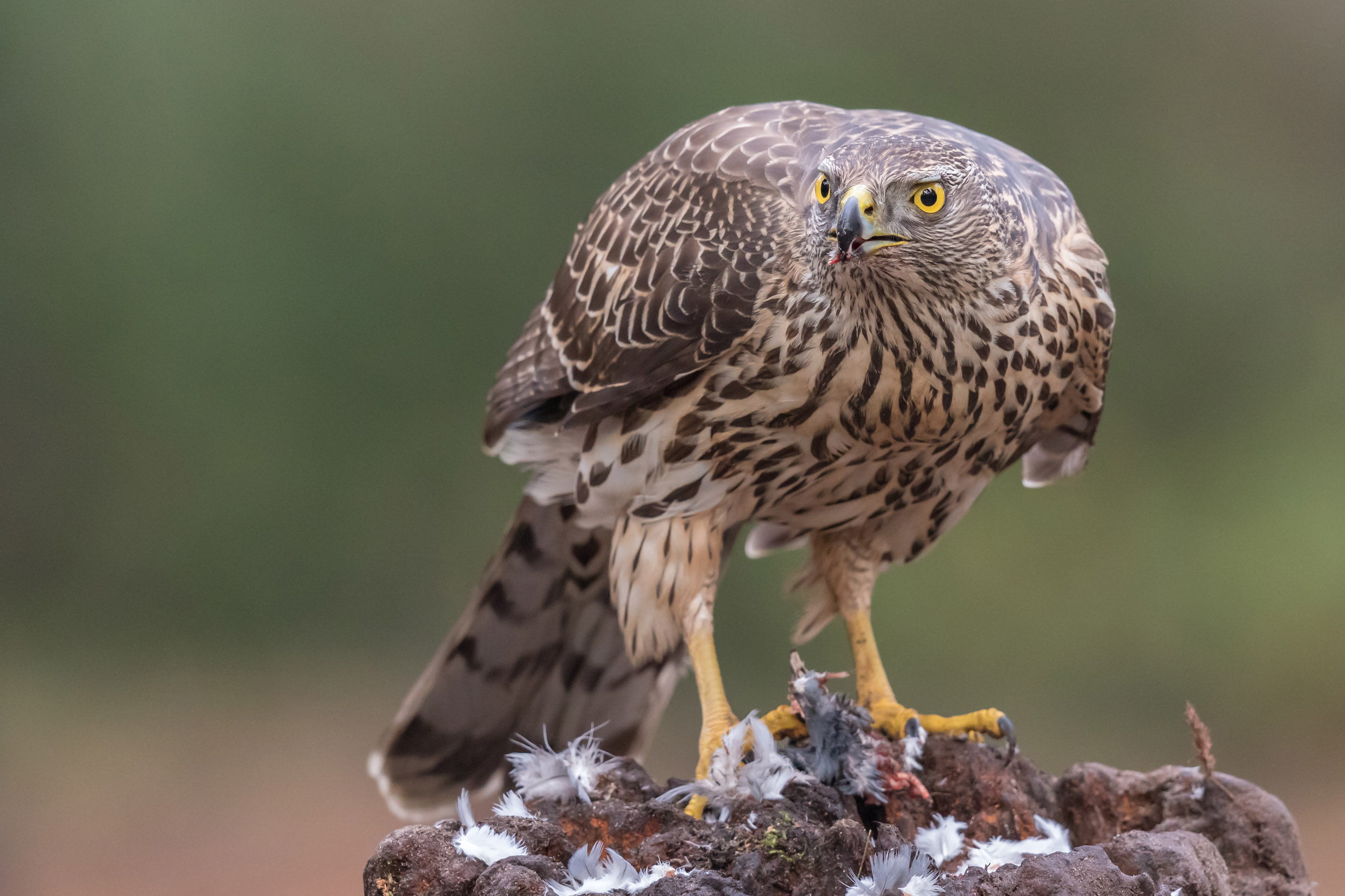A lone juvenile Goshawk perched on a tree trunk with prey at its feet.