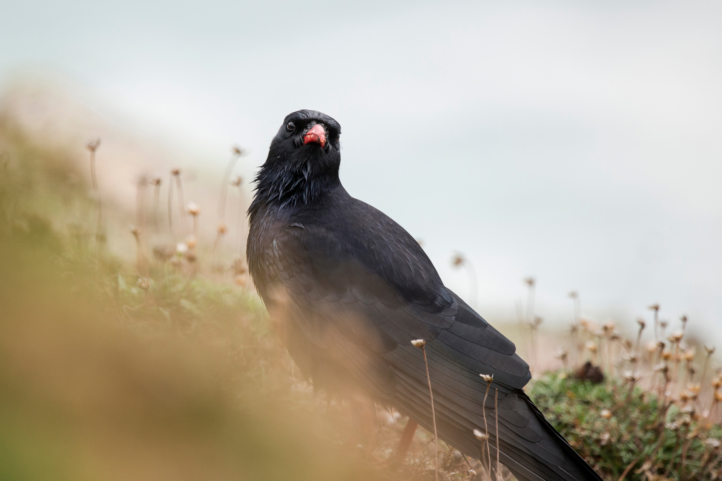 A lone Chough peering over grass whilst stood on the side of a cliff.