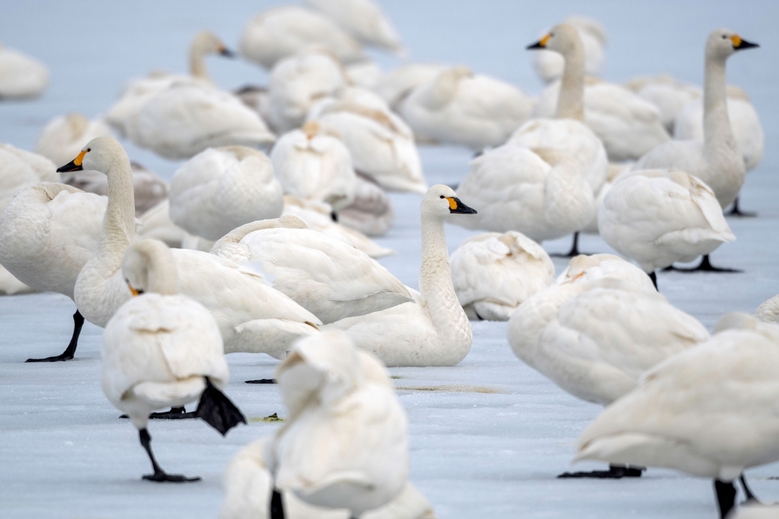A group of Bewick Swans gathered on a frozen lake.