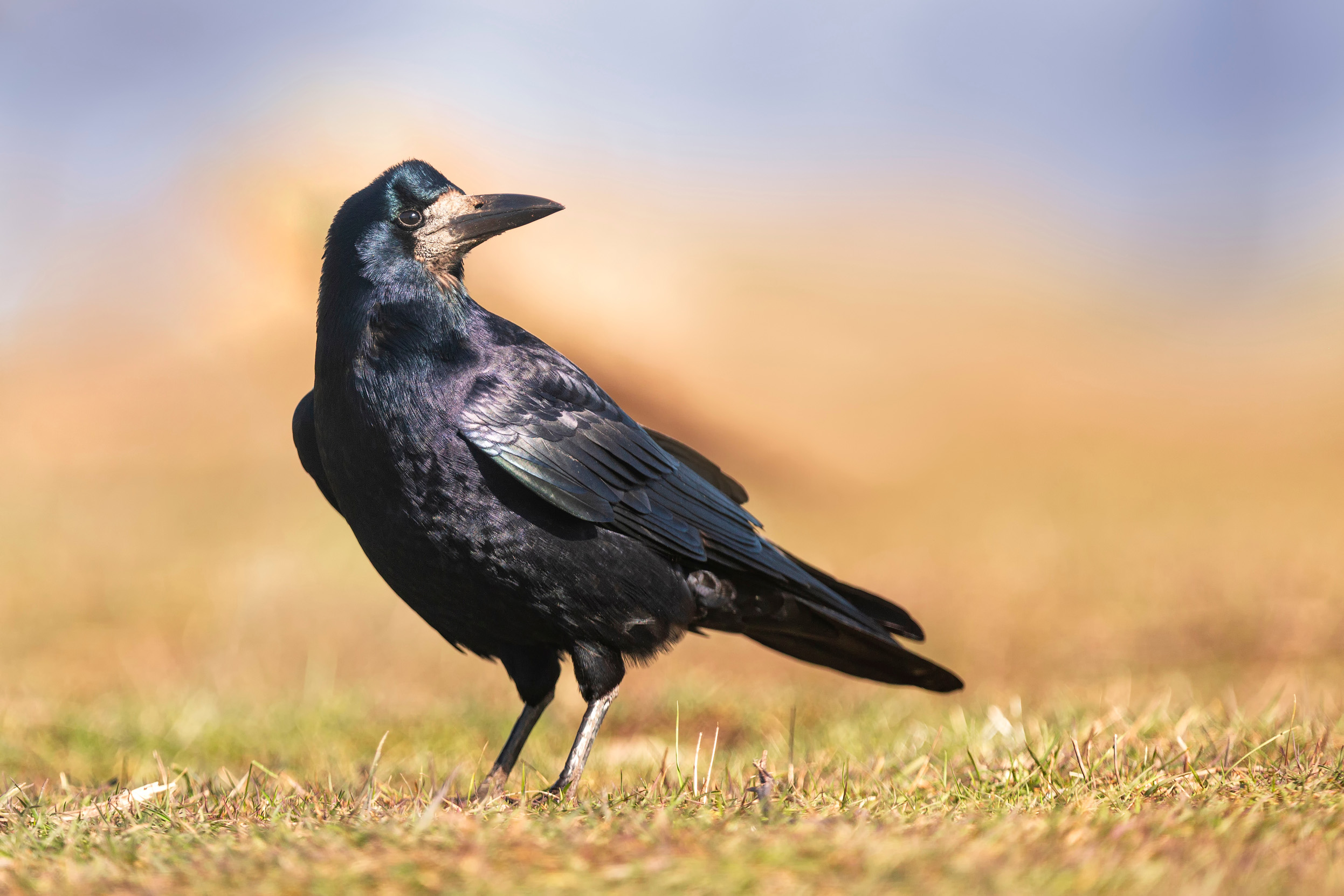 A lone Rook stood on dried grass looking over their shoulder.