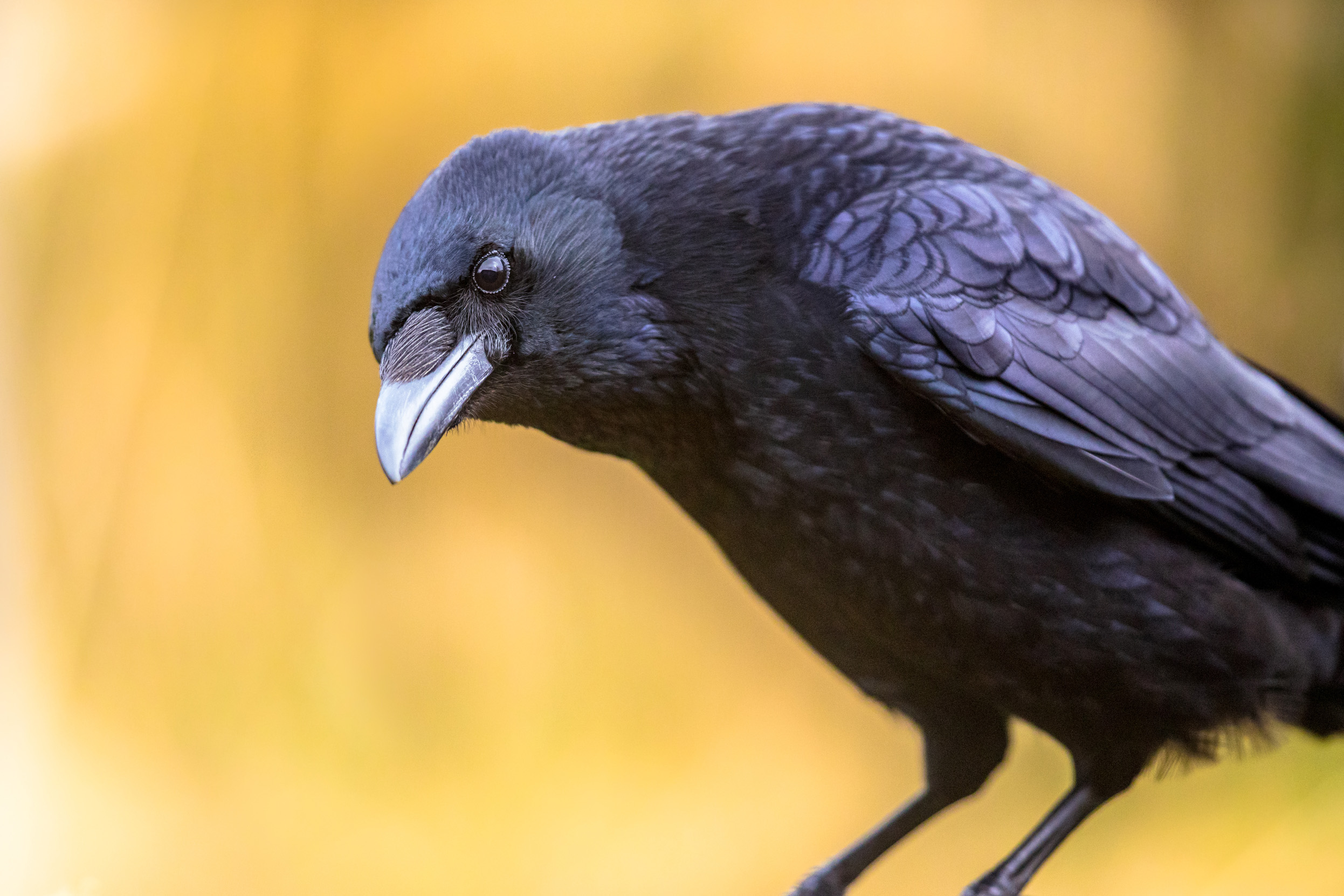 A Carrion Crow tilting it's head looking at the camera.