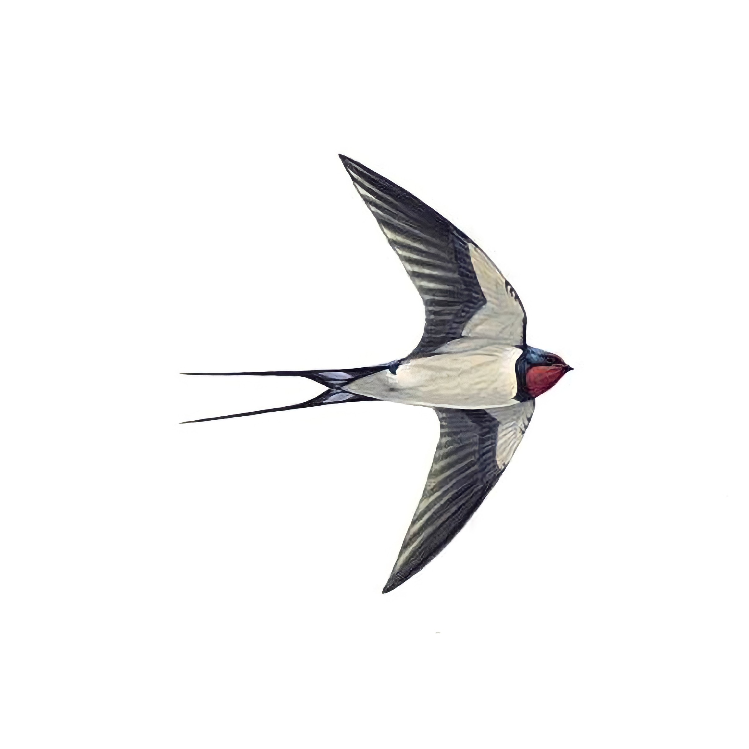 Swallow Bird Facts | Hirundo rustica