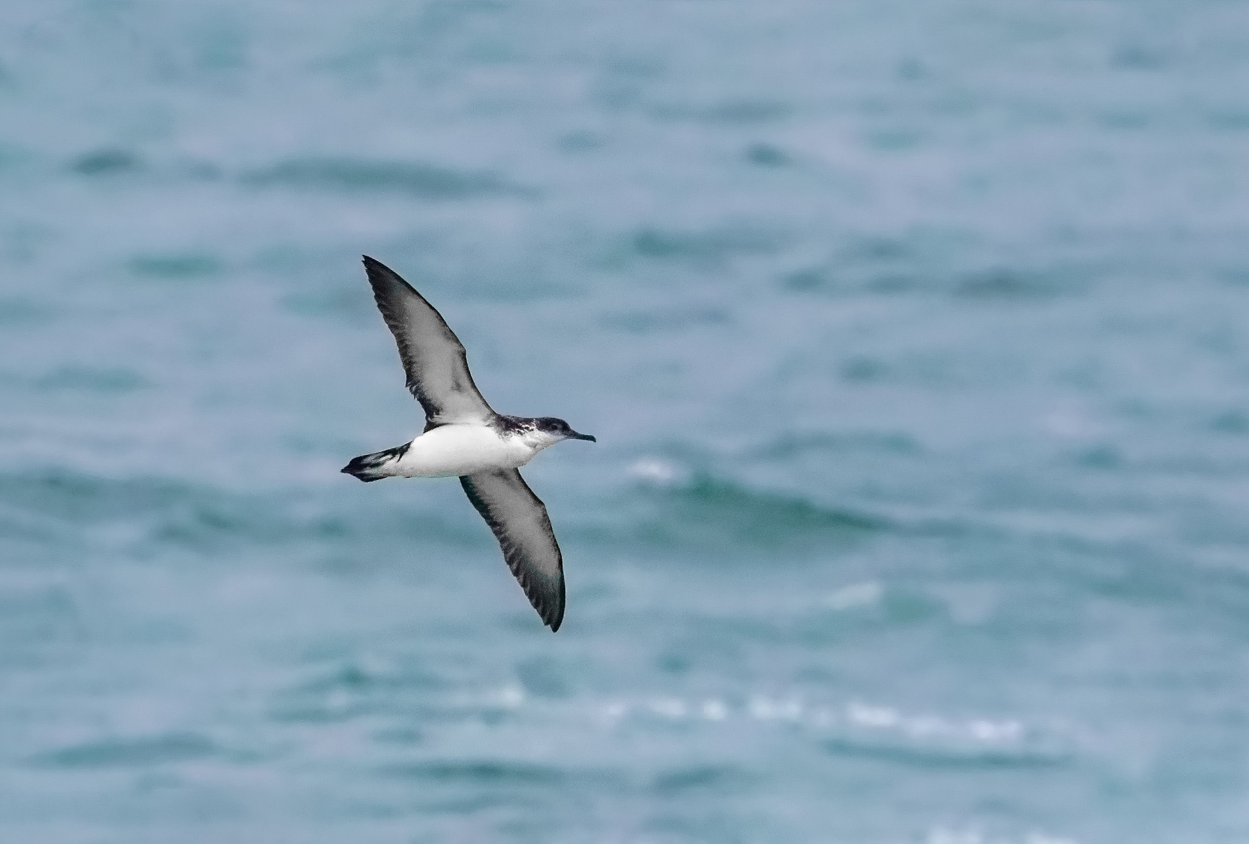 Max Shearwater mid-flight over the sea.