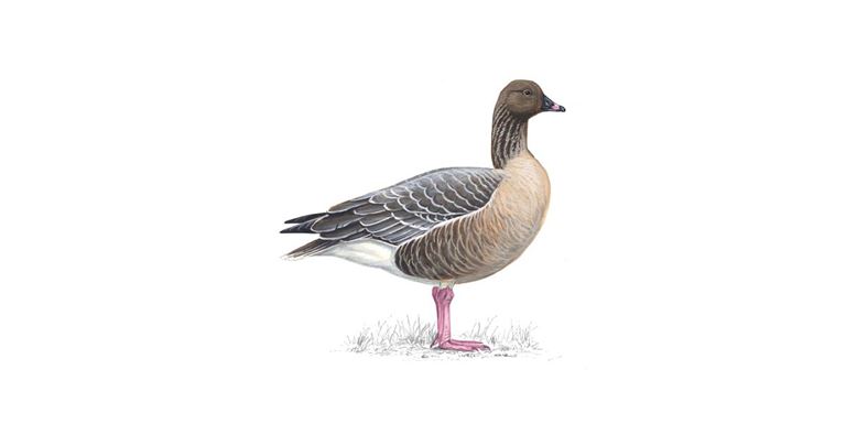 An illustration of a Pink-footed Goose.