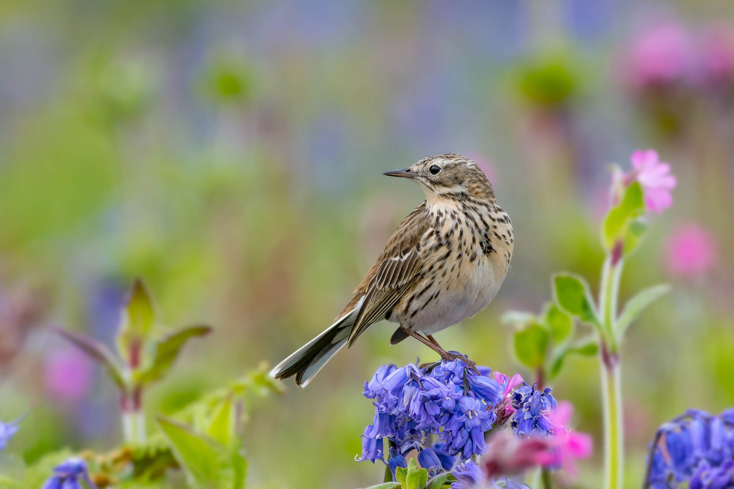 A Meadow Pipit perched upon a bluebell.