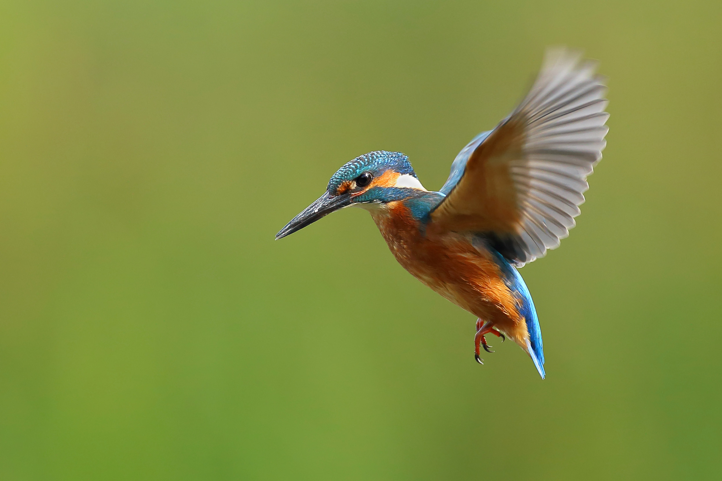 A Kingfisher hovering in flight.