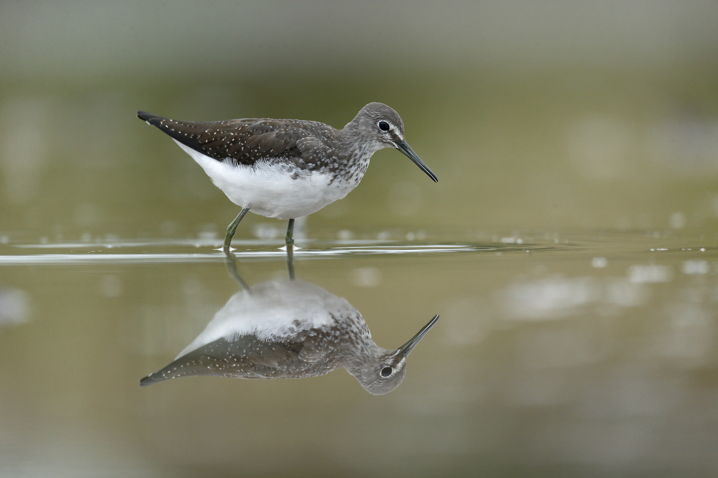 A lone Green Sandpiper looking at their reflection in shallow waters.