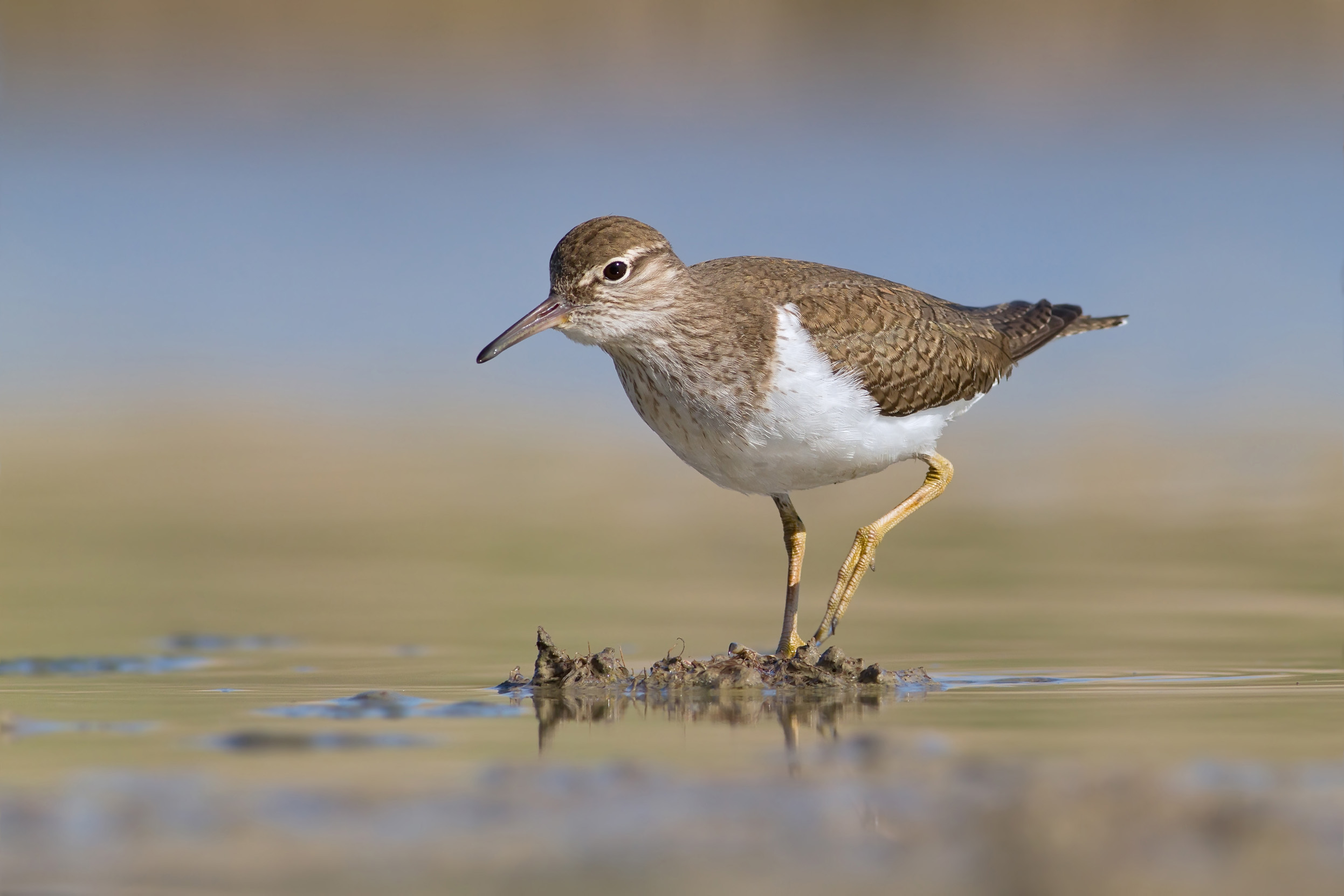 A Common Sandpiper wading through shallow waters.