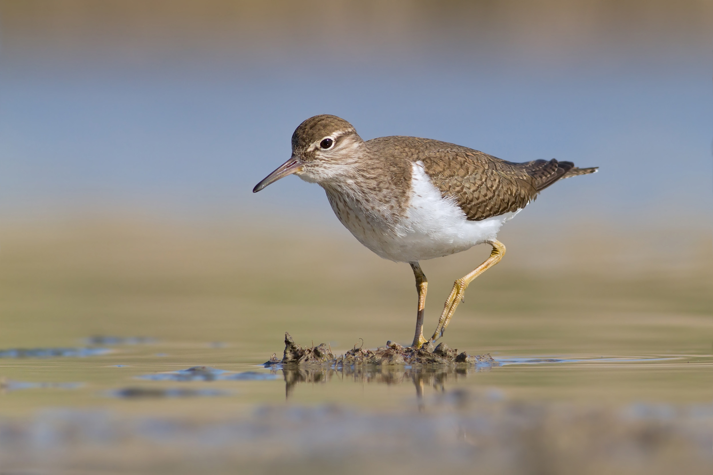 Common Sandpiper Bird Facts | Actitis Hypoleucos