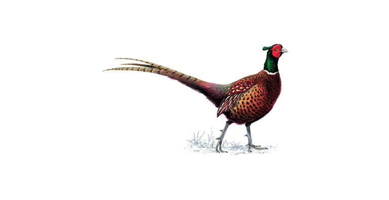 An illustration of a male Pheasant.