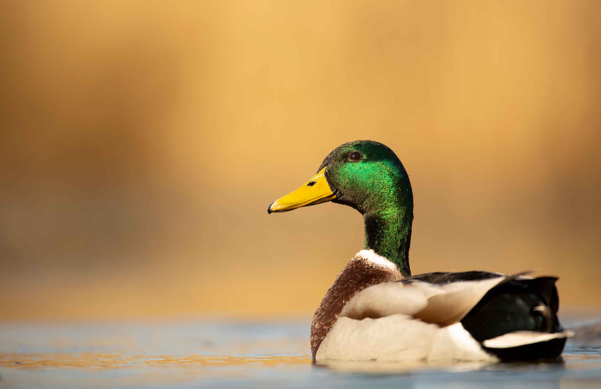 Mallard Duck