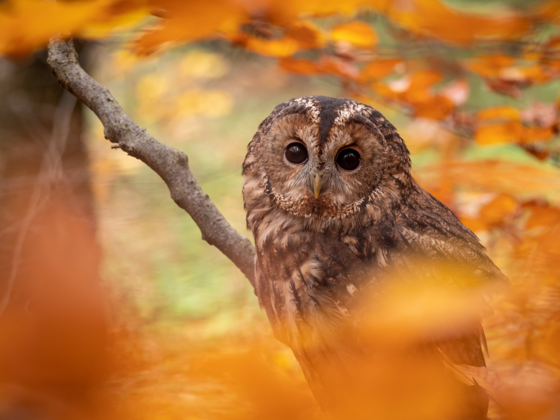 A lone Tawny Owl sitting on a tree branch in an autumn forest.