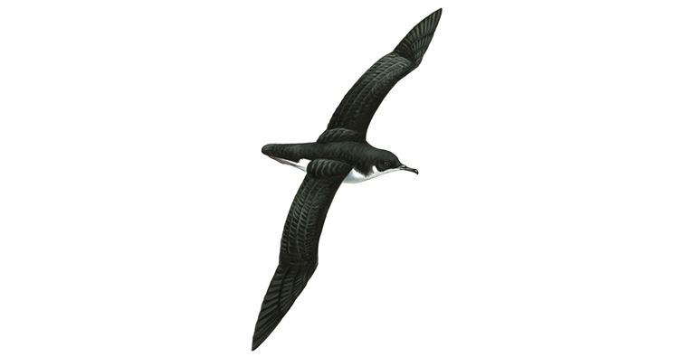 An illustration of a Manx Shearwater.