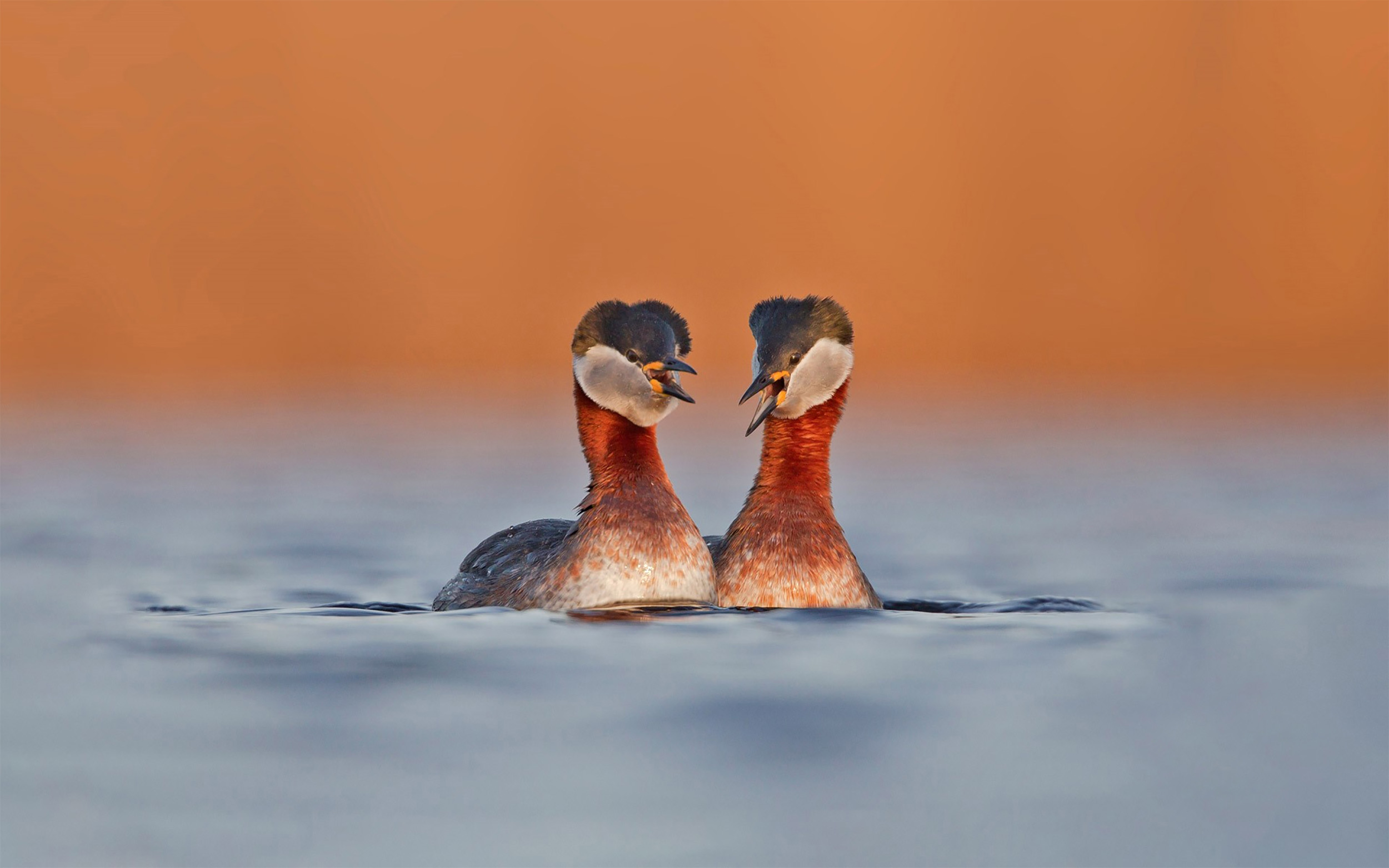 A pair of Red-necked Grebe in summer plumage swimming.