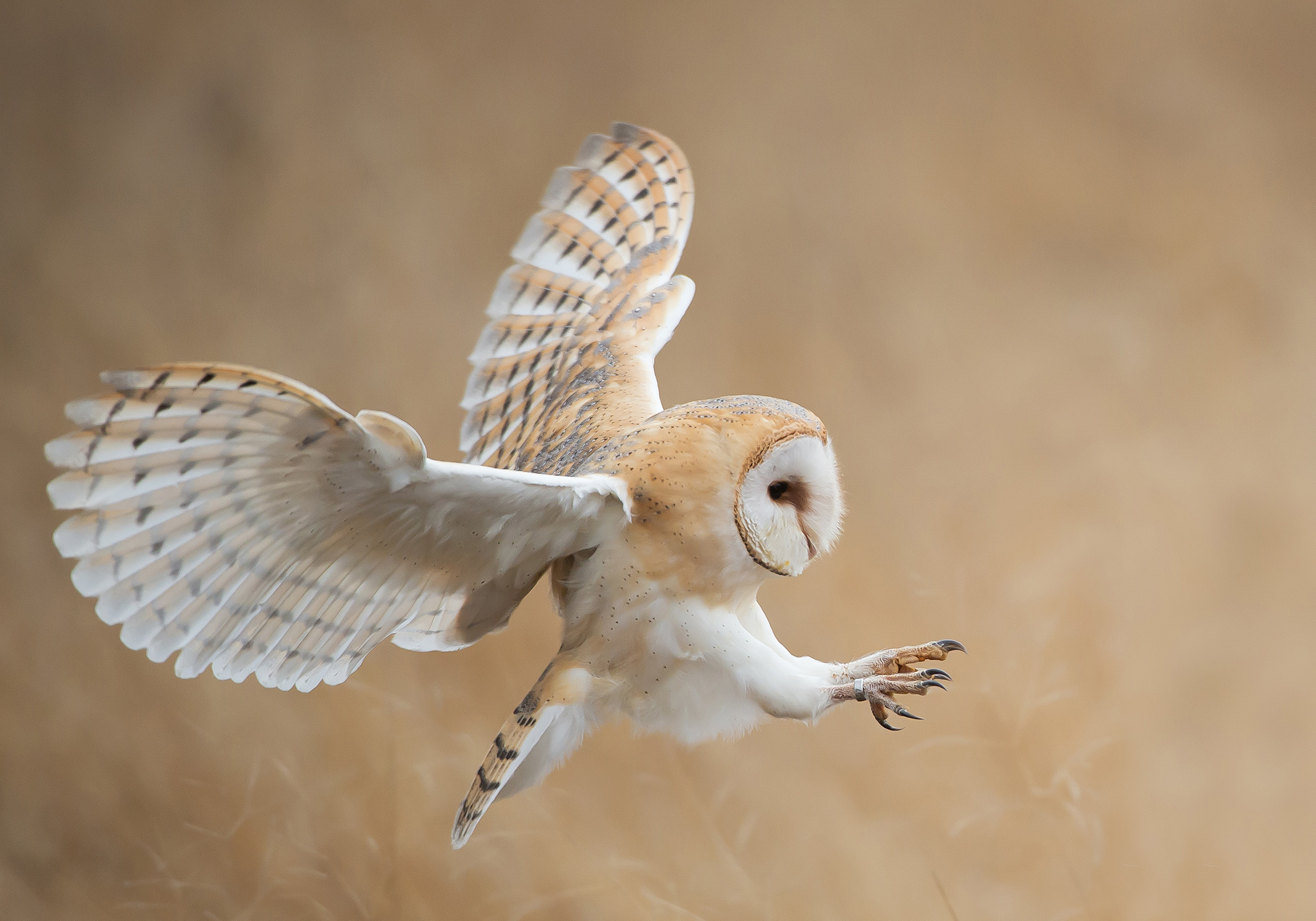 Barn owl in flight before attack.
