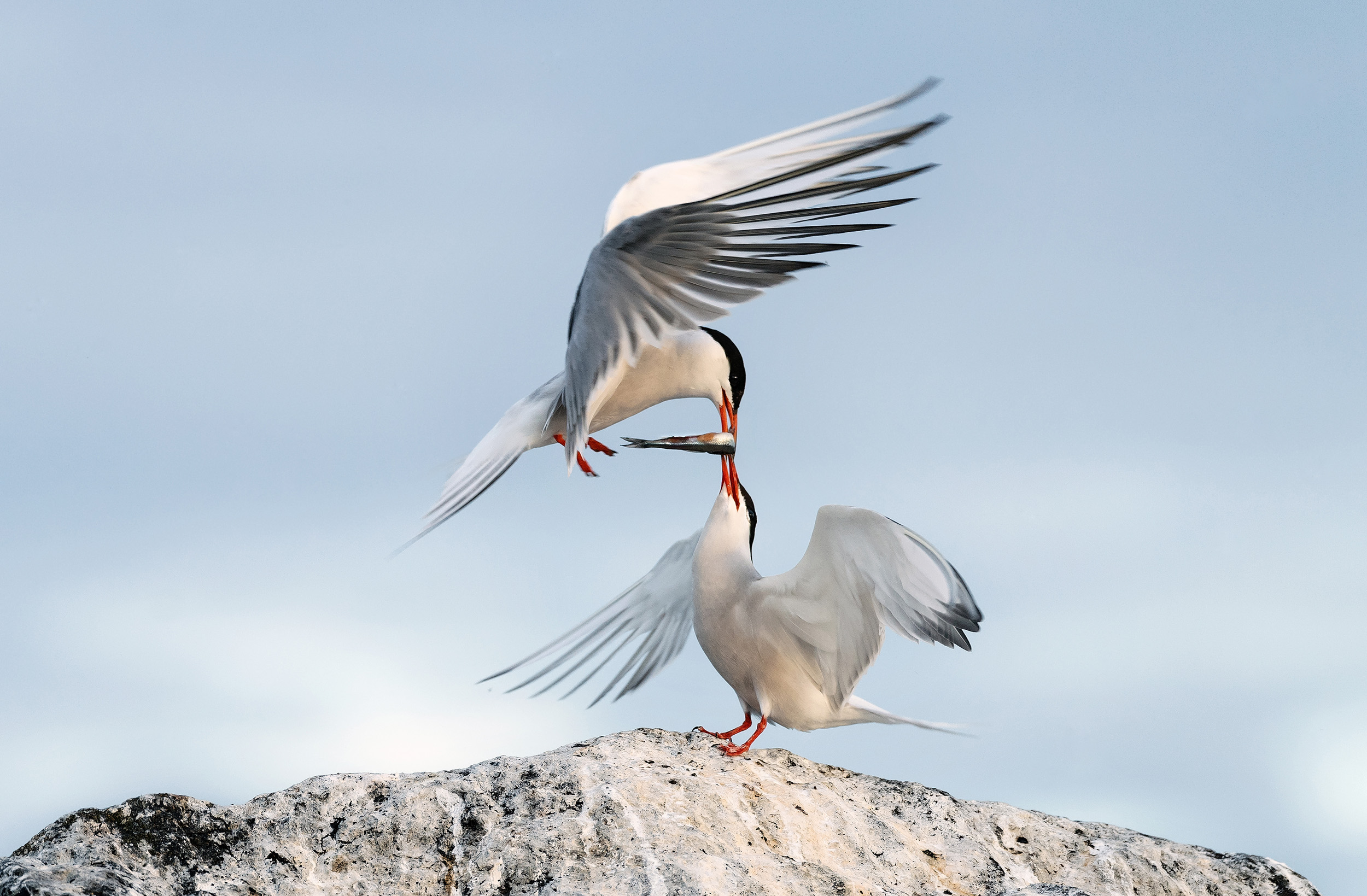 Adult Common Tern feeding a fish to a juvenile Common Tern