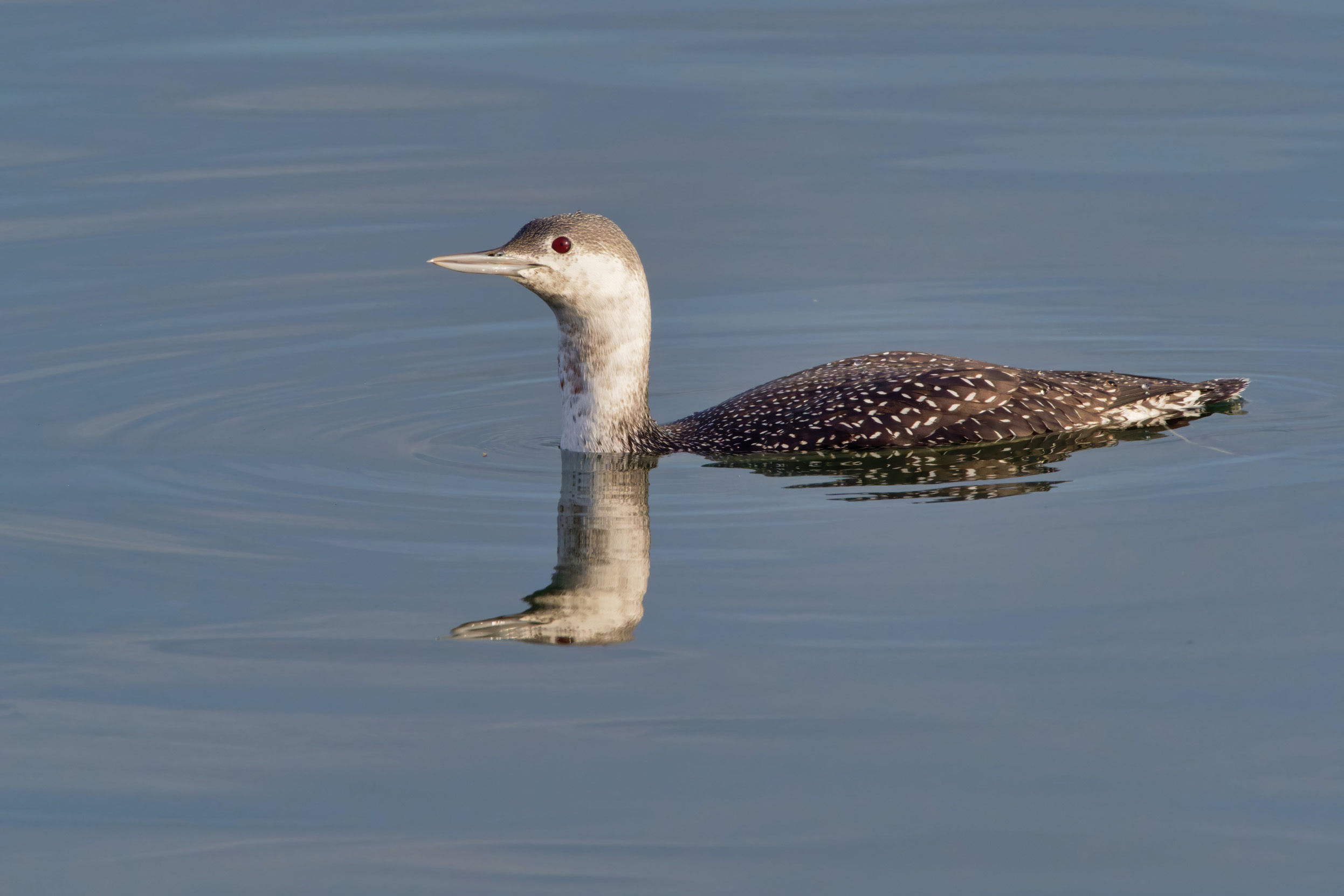 Red-throated Diver in winter plumage swimming on a body of water.