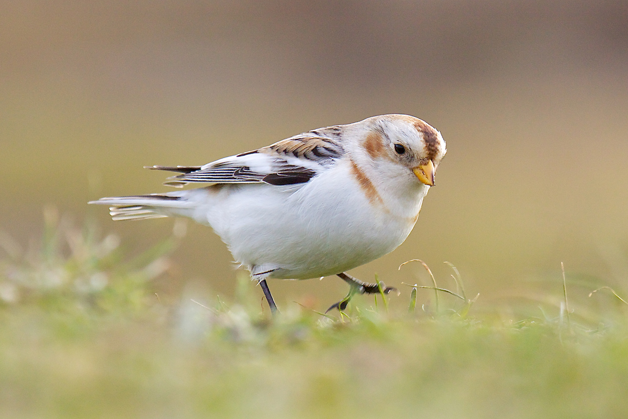A Snow Bunting walking on grass.