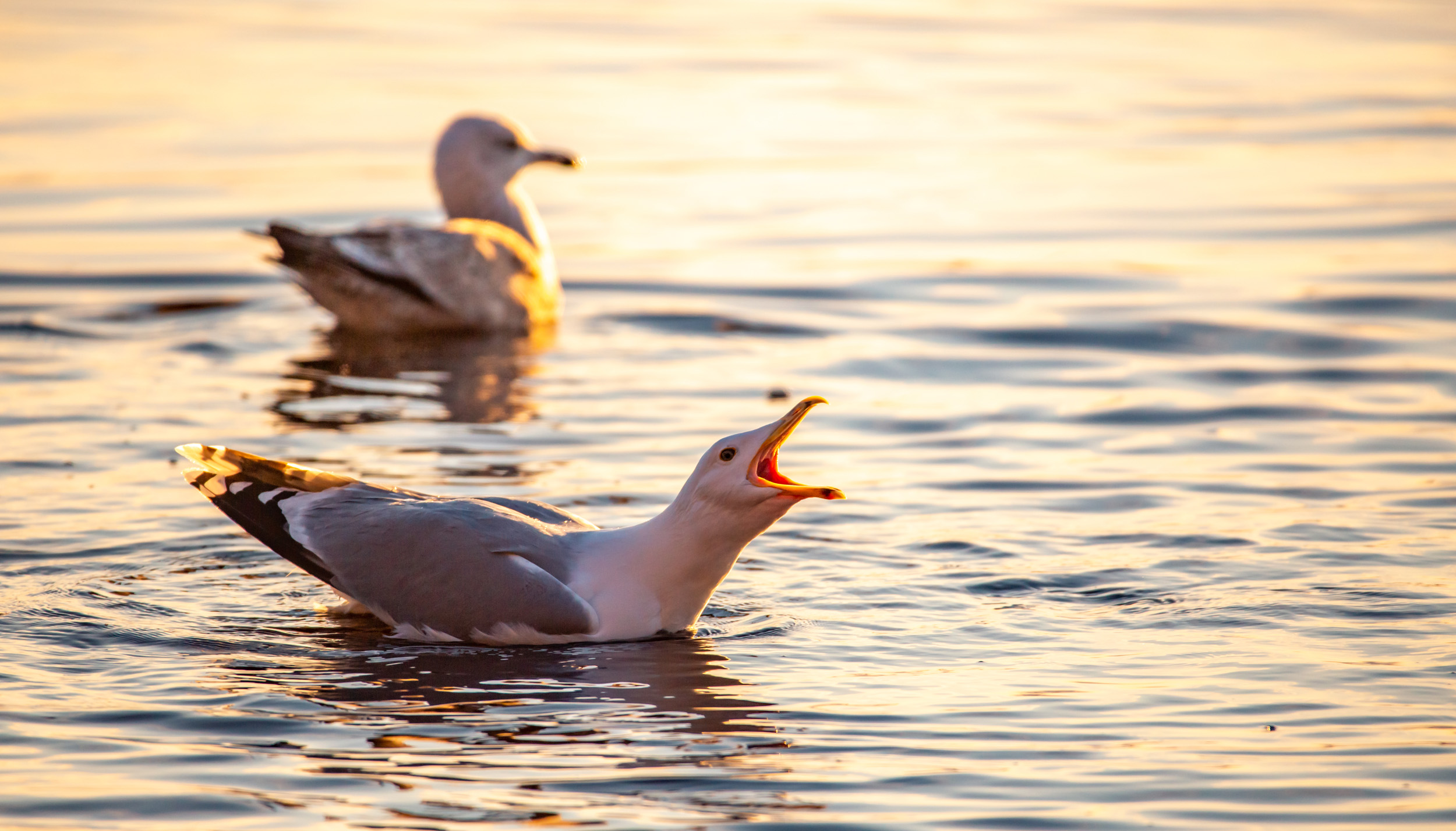 A pair of Herring Gulls shouting in morning light whilst swimming.