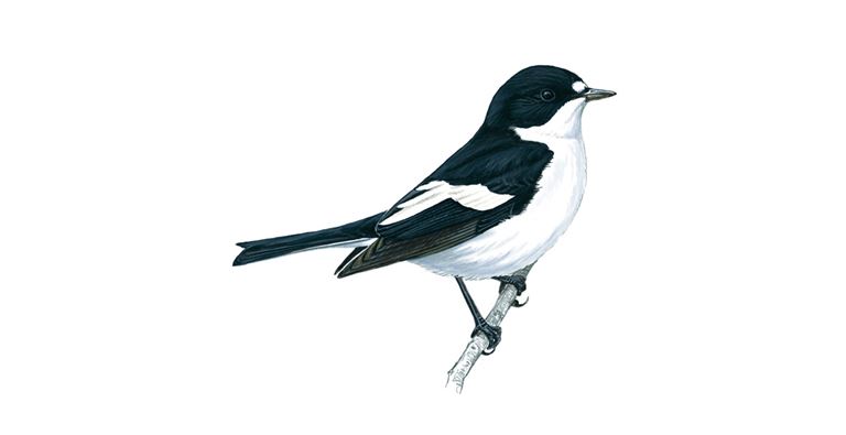 An illustration of a Pied Flycatcher.
