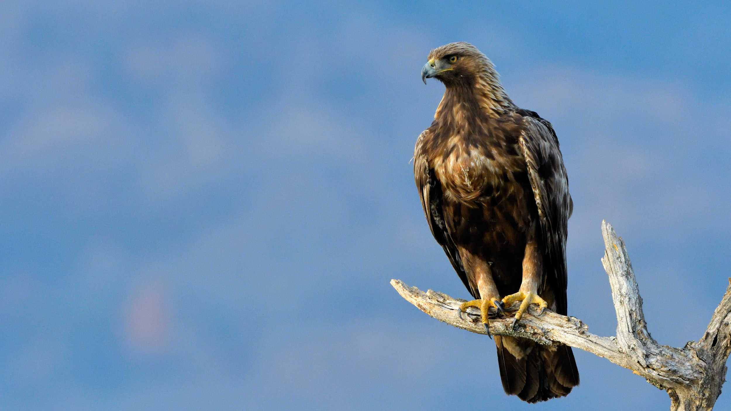 Golden Eagle perched on a branch in winter with a blue sky in the background.