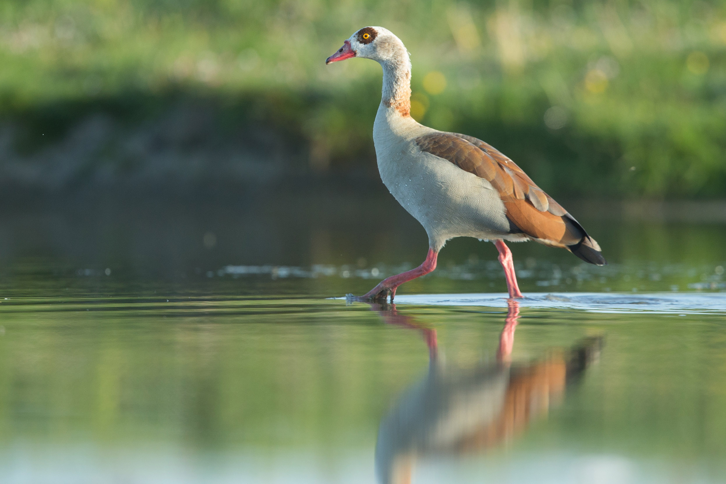 An Egyptian Goose walking on shallow waters of a lake.