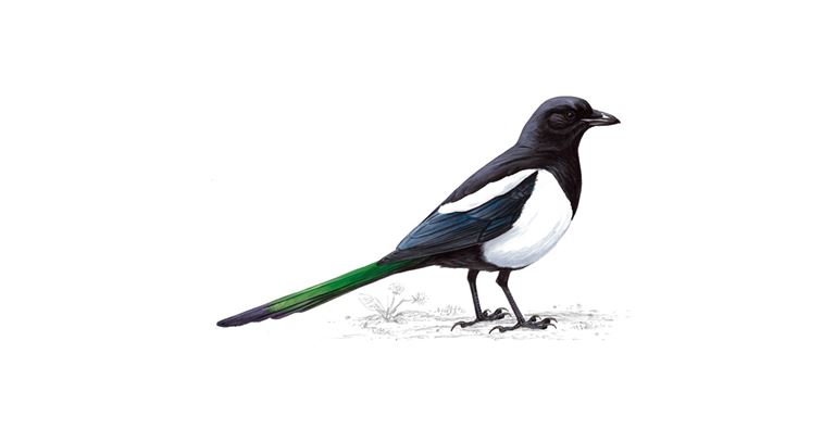 An illustration of a Magpie.