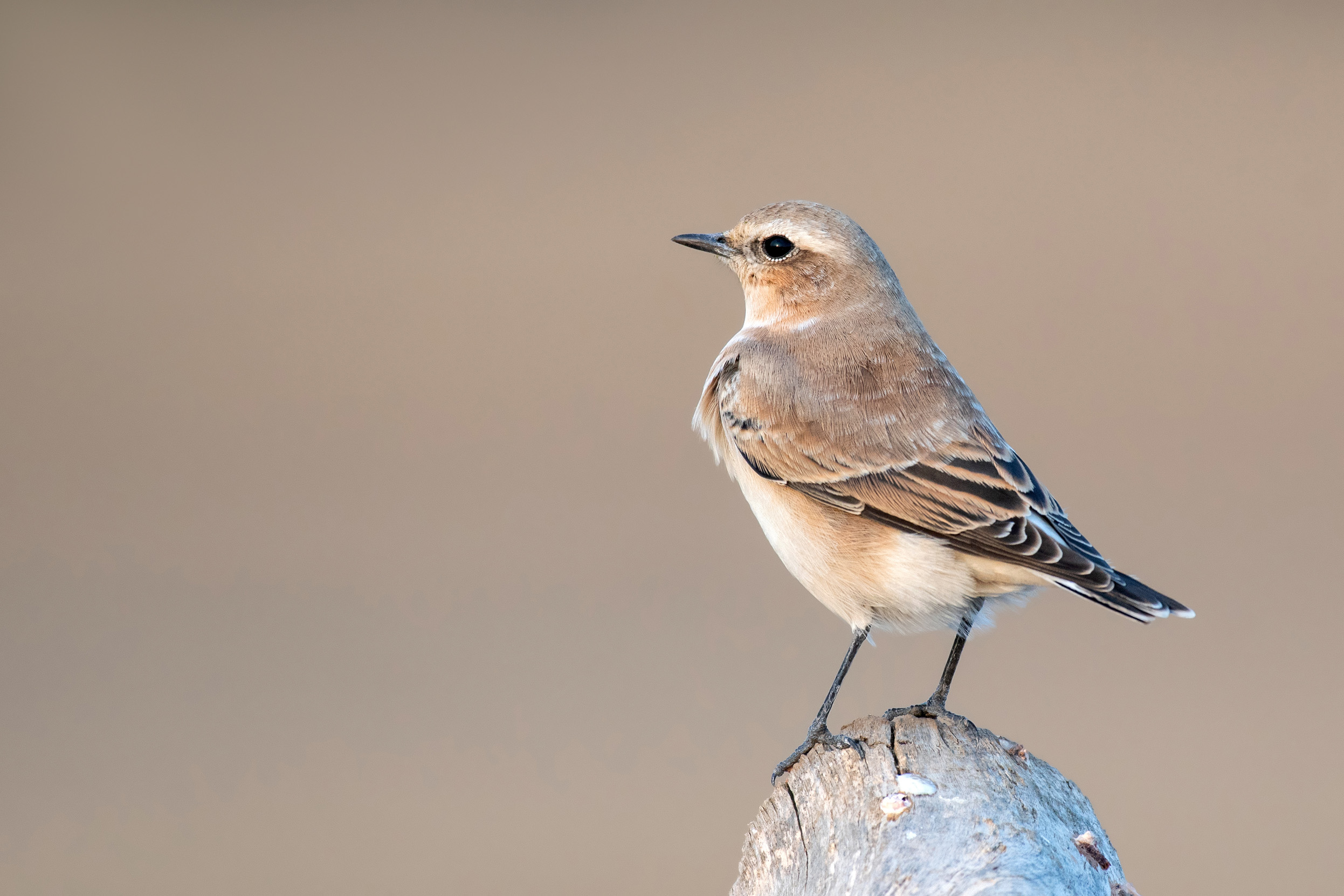 Lone Wheatear stood on a rock.