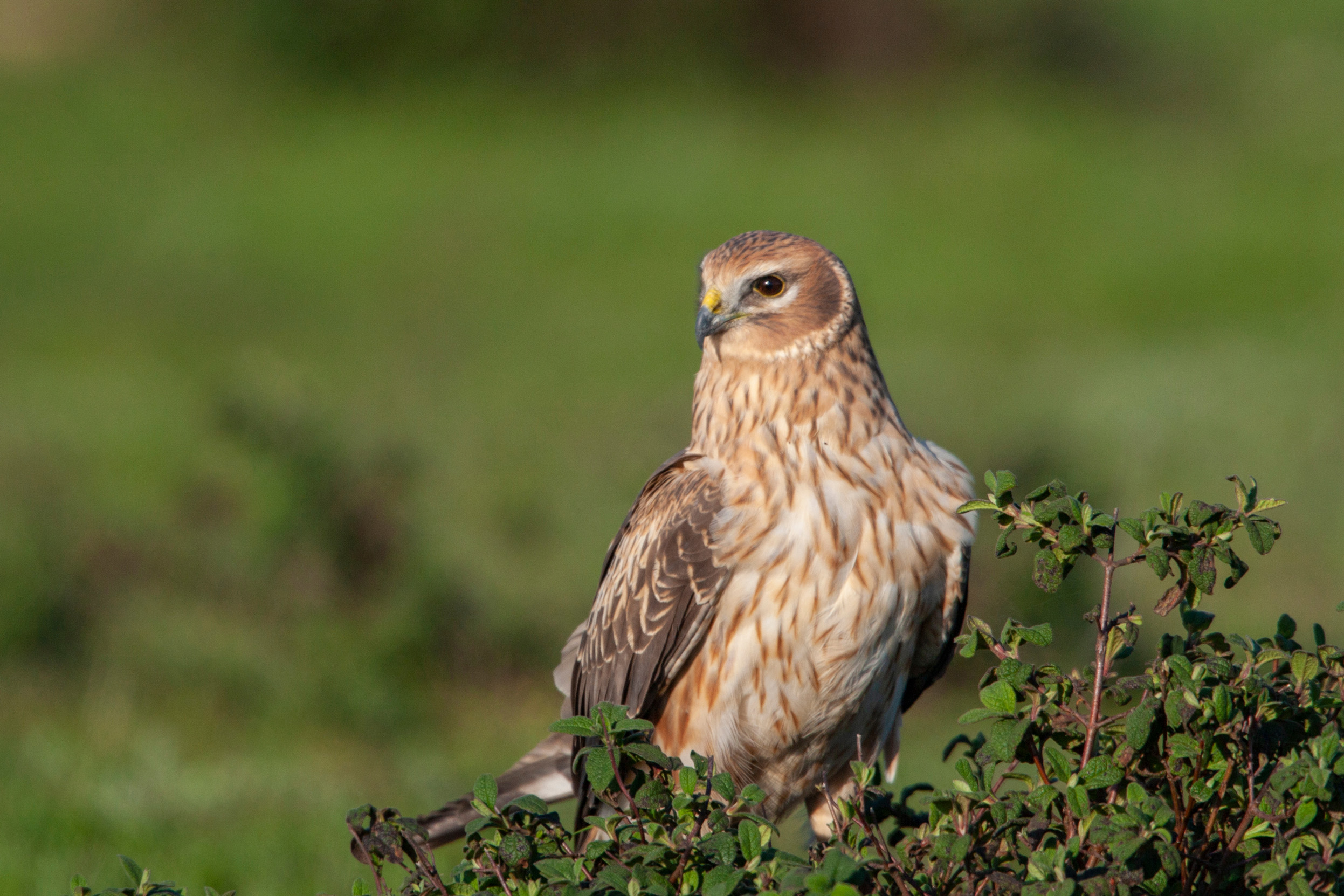 A lone female Hen Harrier stood in a tree looking out to the horizon. 