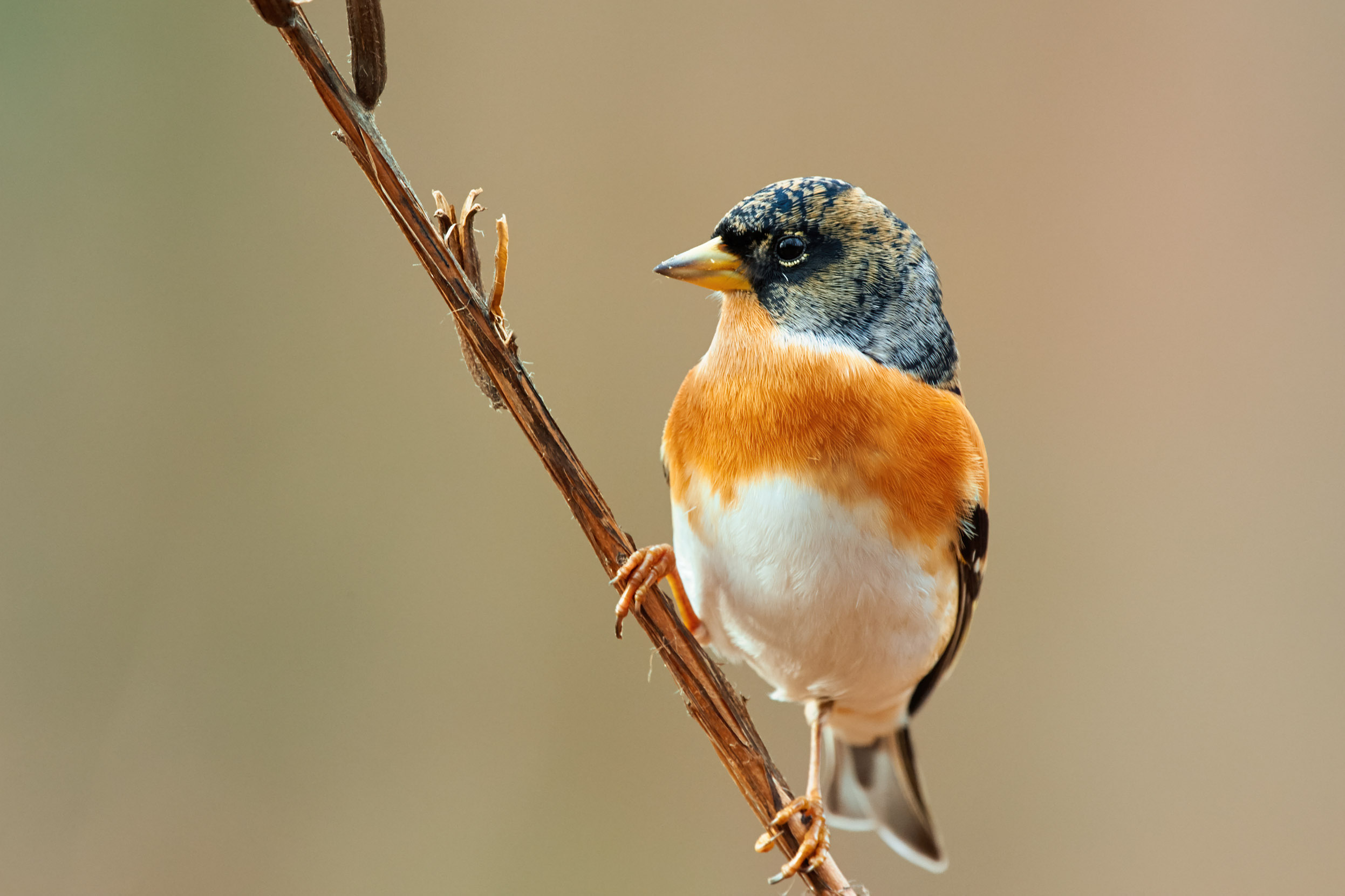 The male Brambling is perched sideways on a small branch.