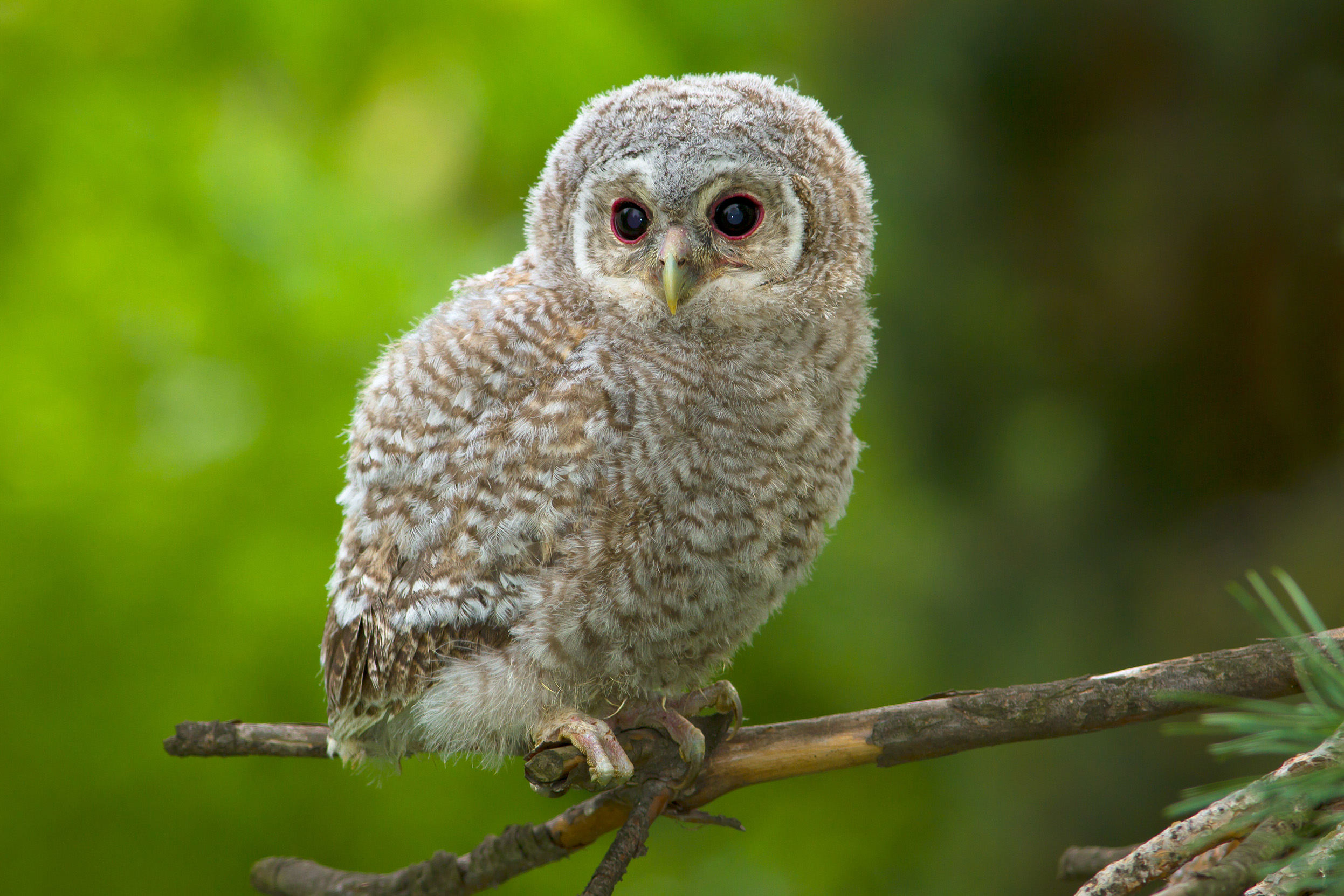 Juvenile Tawny Owl sat on a branch.