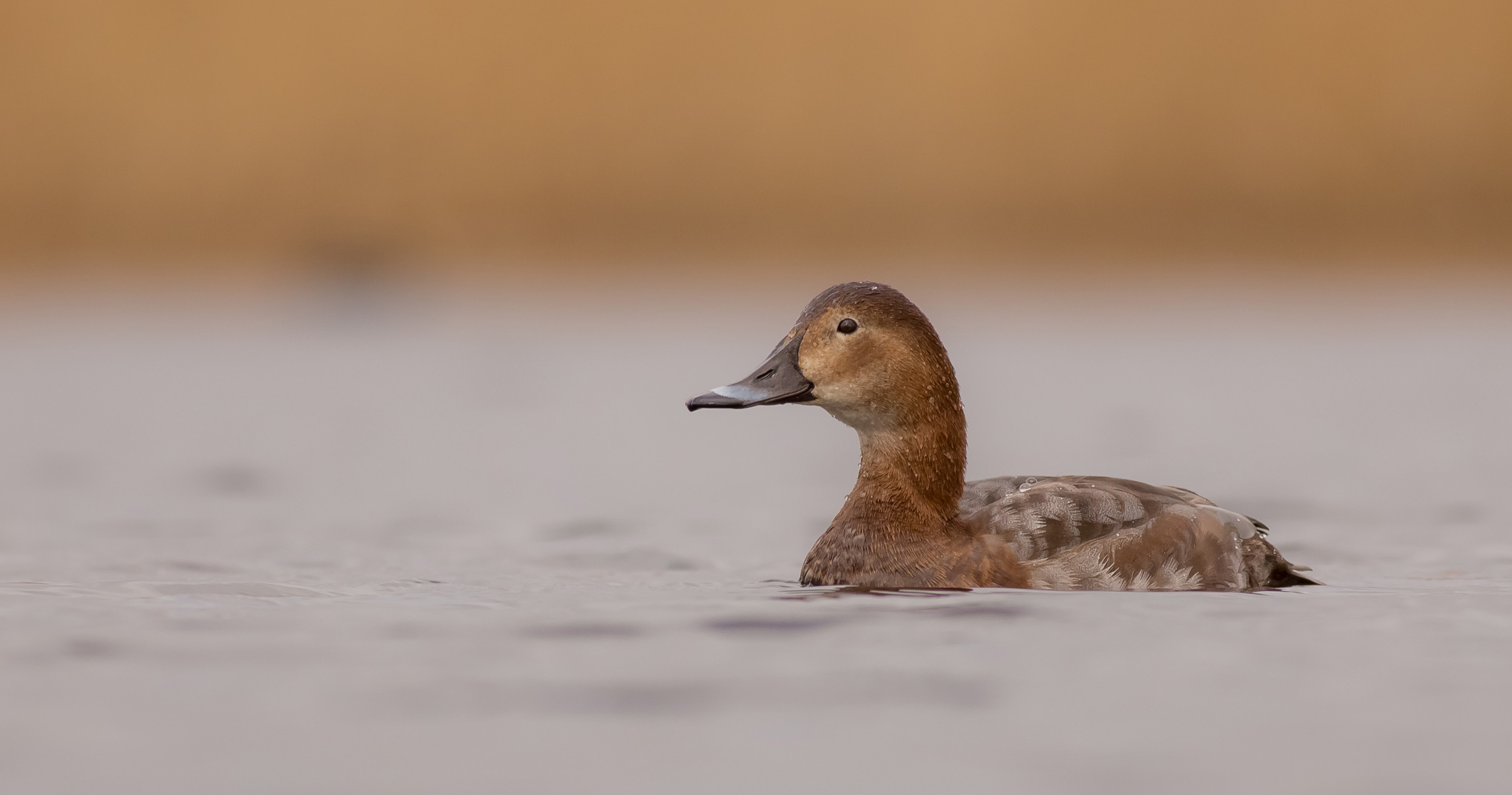 A female Common Pochard swimming on a body of water.