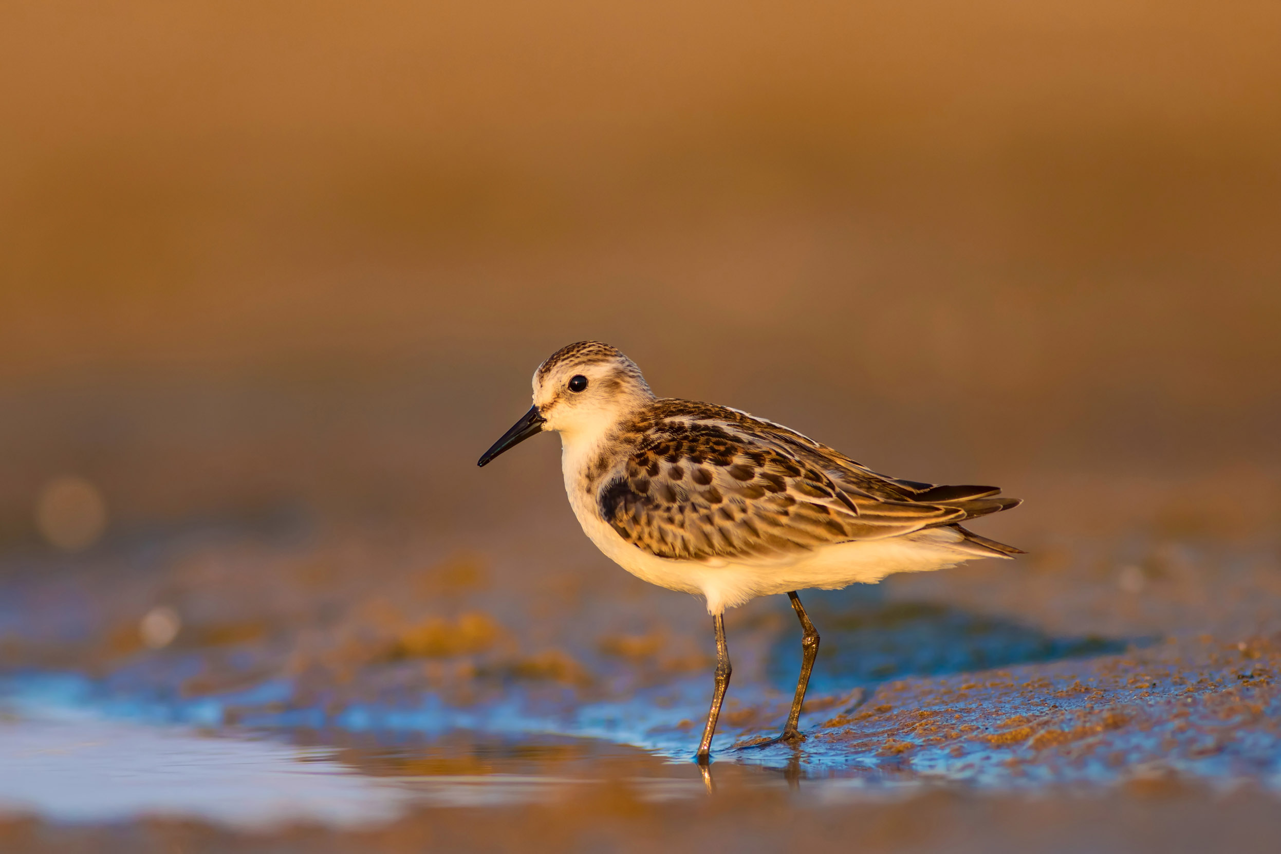 A lone Little Stint stood next to the shore at sunset.