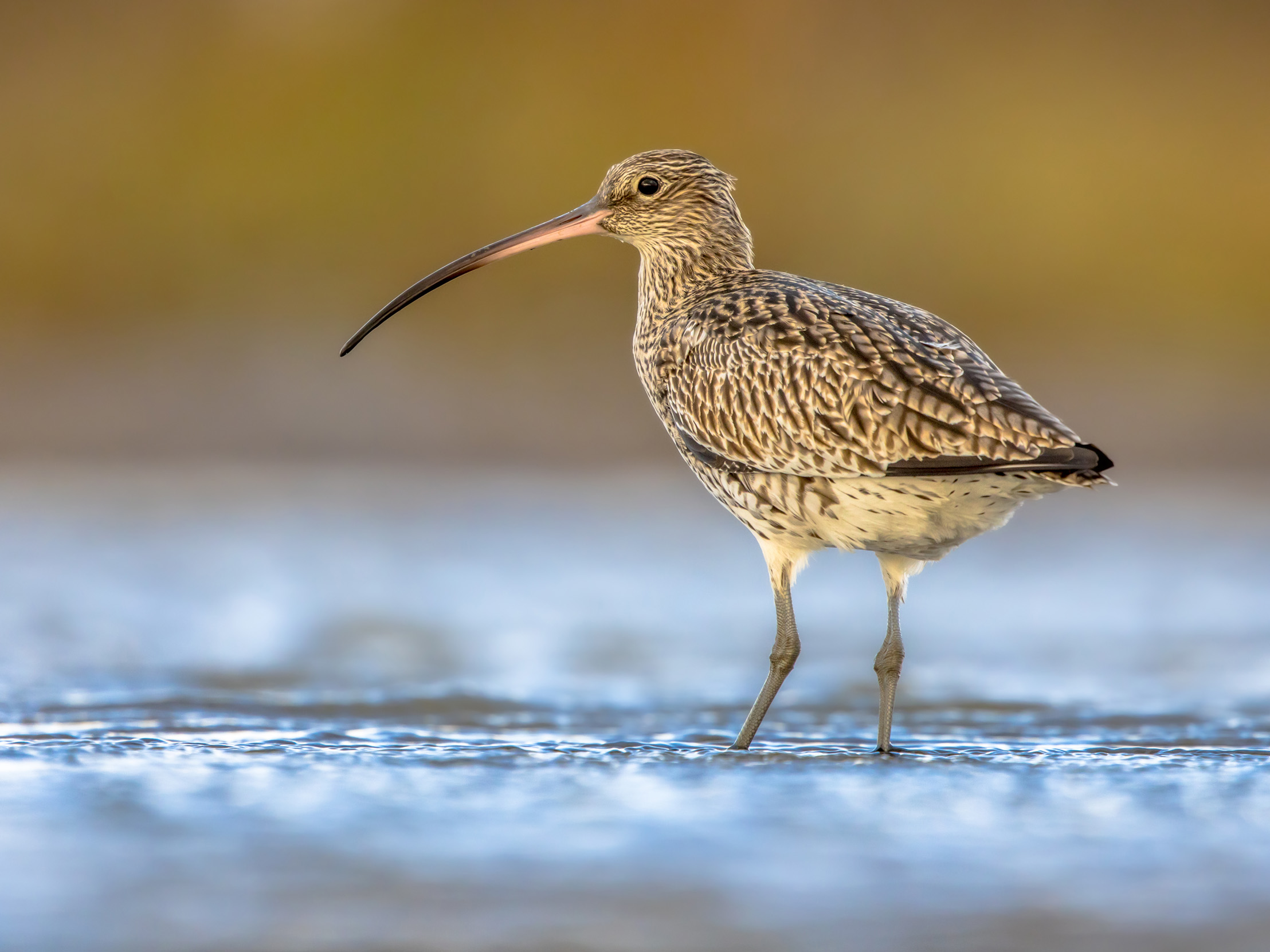 Lone Curlew stood in shallow water, side on